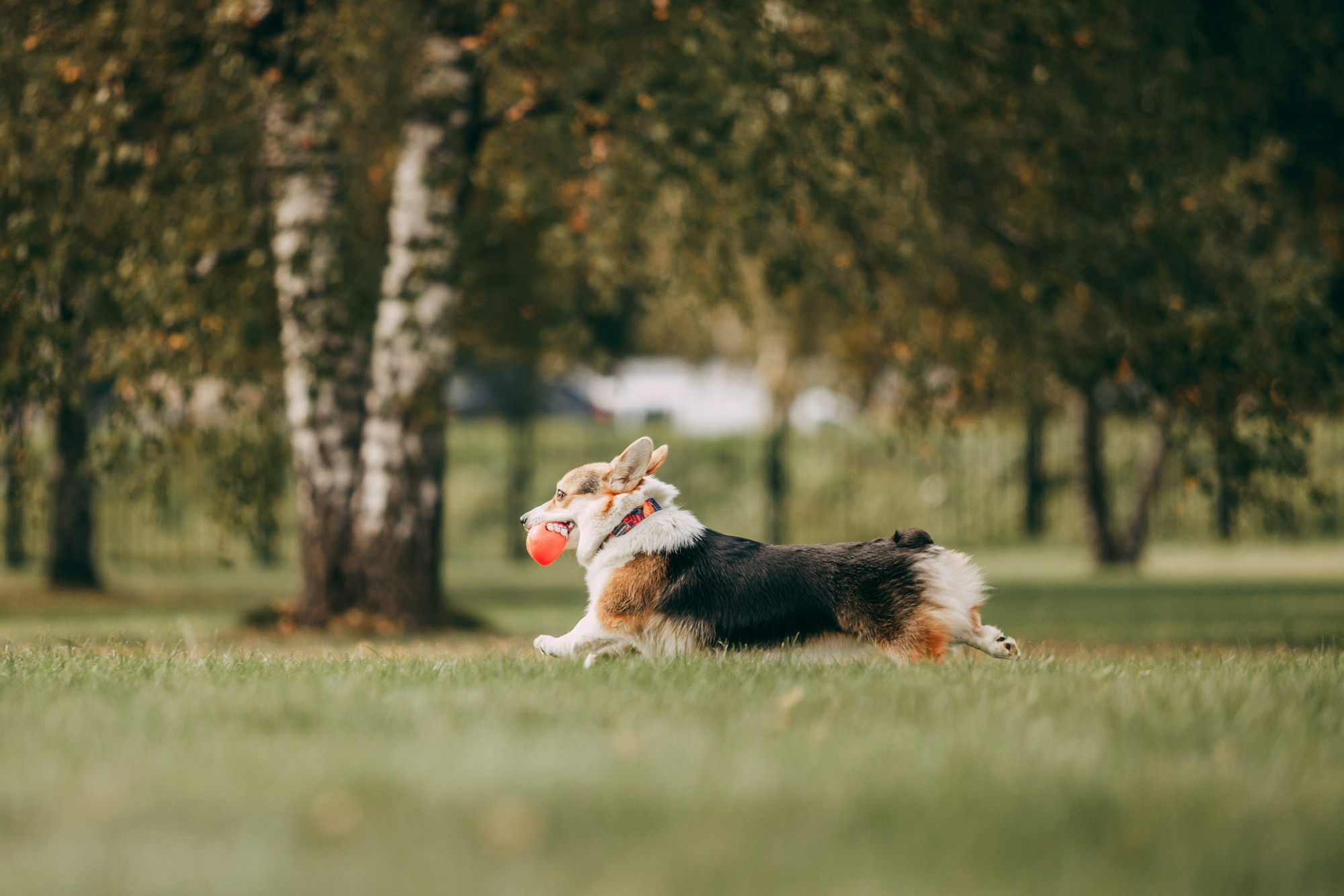 День рождения Габи. Фотограф-анималист Елена Радченко, Москва