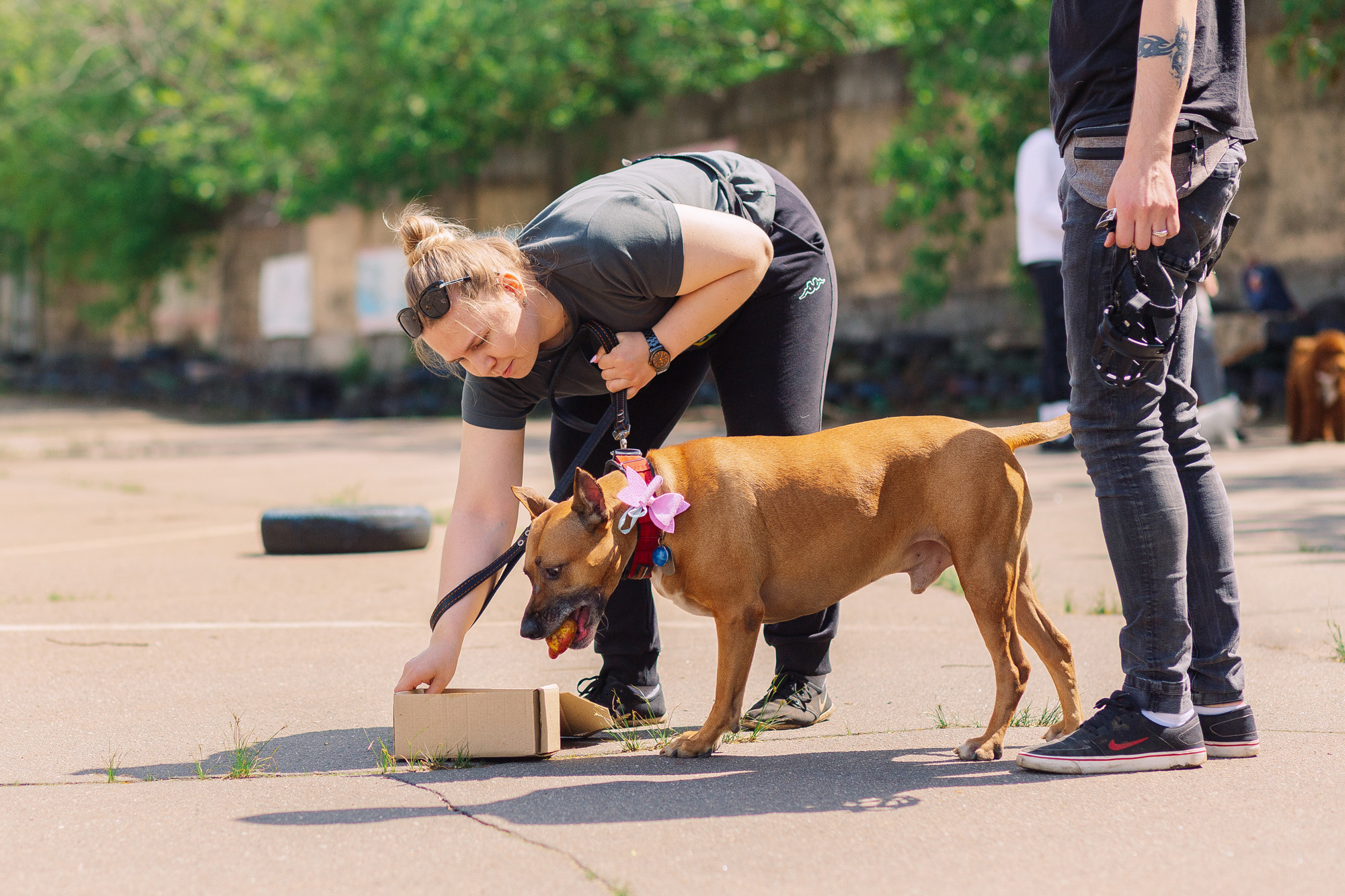 Дог-туса. Фотограф-анималист Елена Радченко, Москва