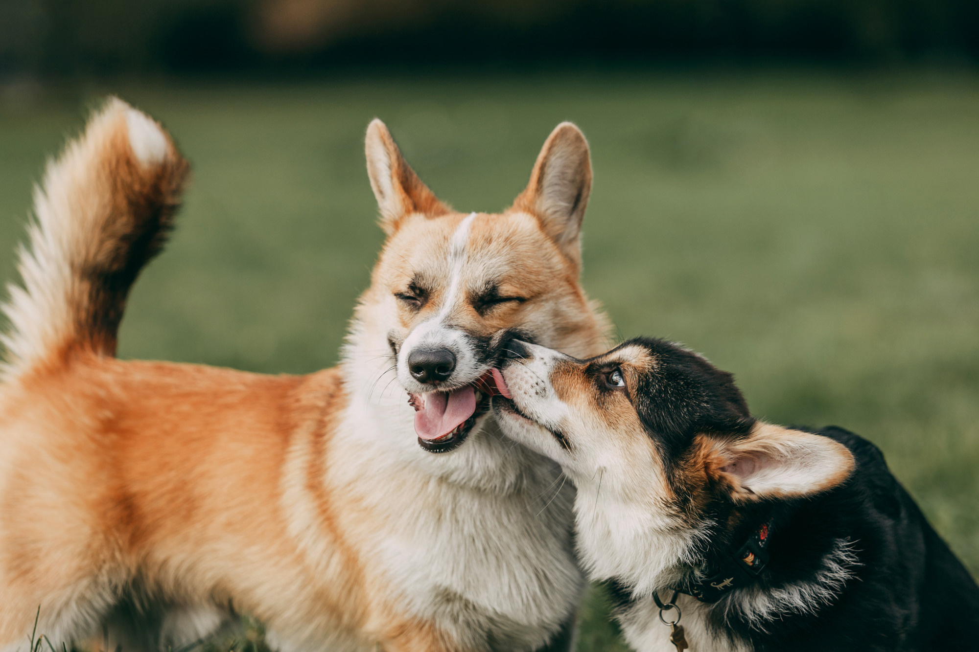 День рождения Габи. Фотограф-анималист Елена Радченко, Москва