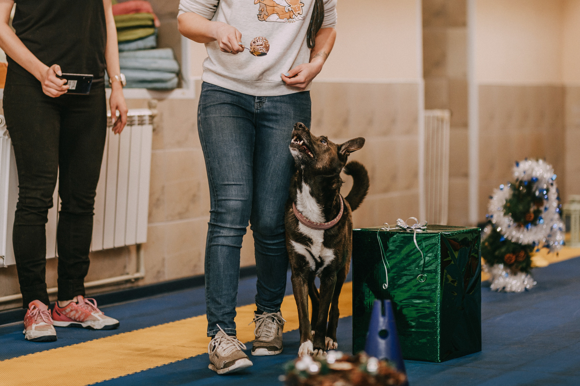 Собачий Новый год. Фотограф-анималист Елена Радченко, Москва