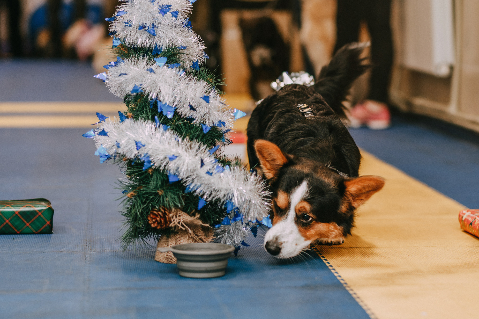 Собачий Новый год. Фотограф-анималист Елена Радченко, Москва