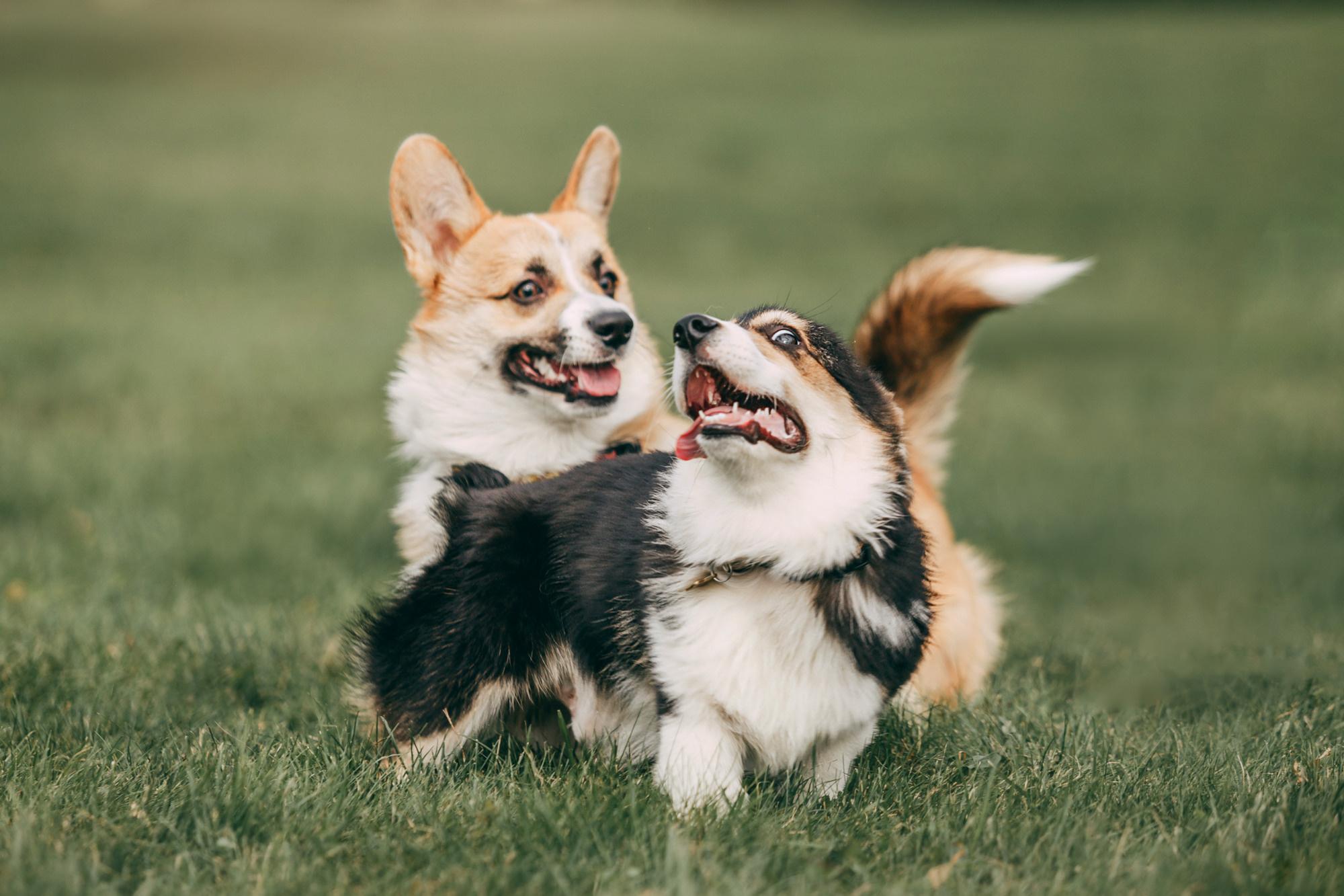 День рождения Габи. Фотограф-анималист Елена Радченко, Москва