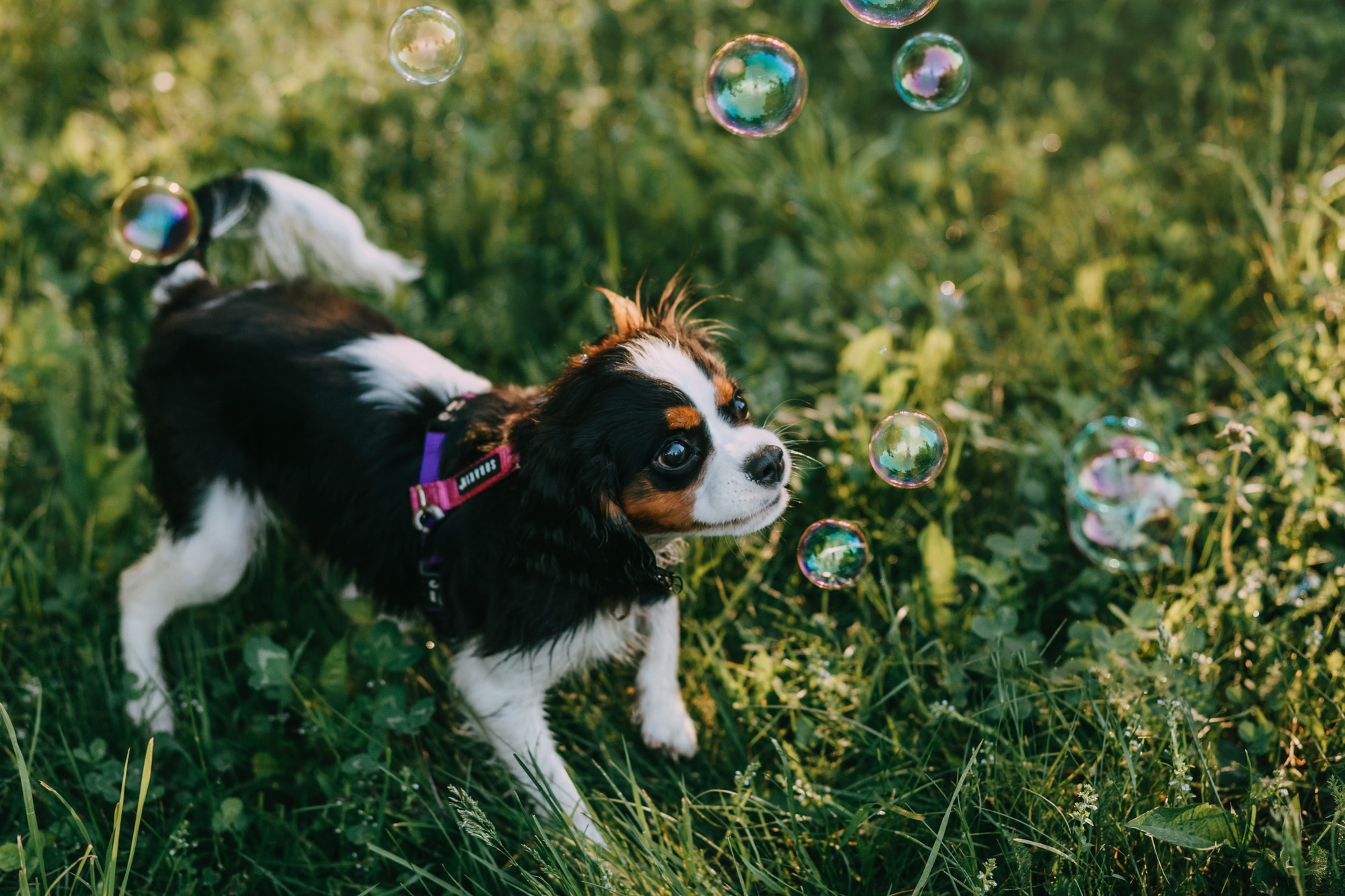 Вика и Морти. Фотограф-анималист Елена Радченко, Москва