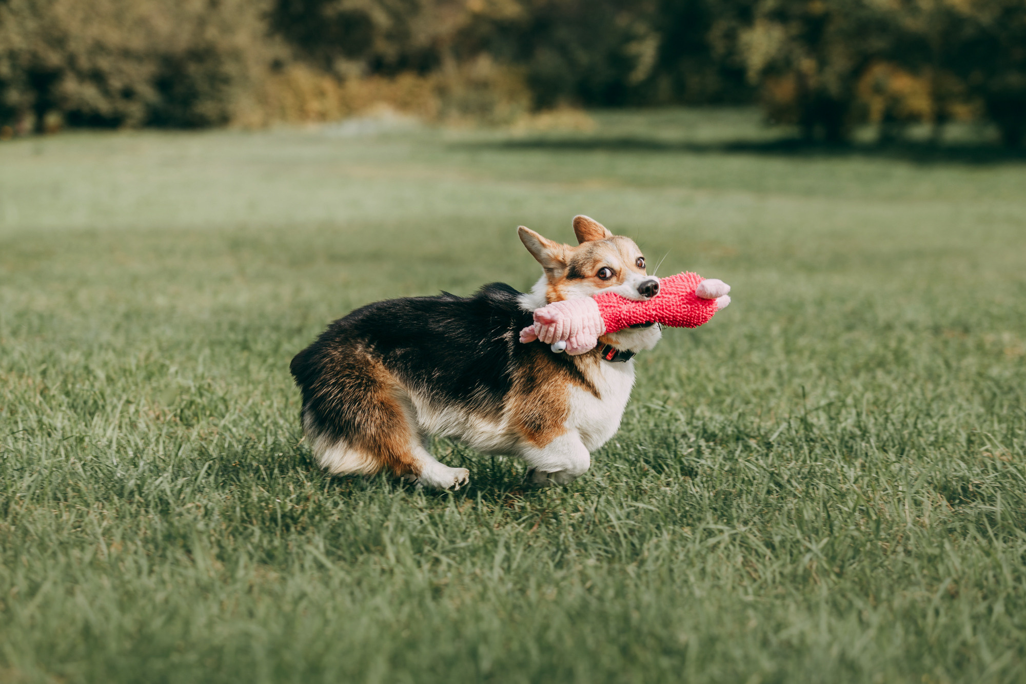 День рождения Габи. Фотограф-анималист Елена Радченко, Москва