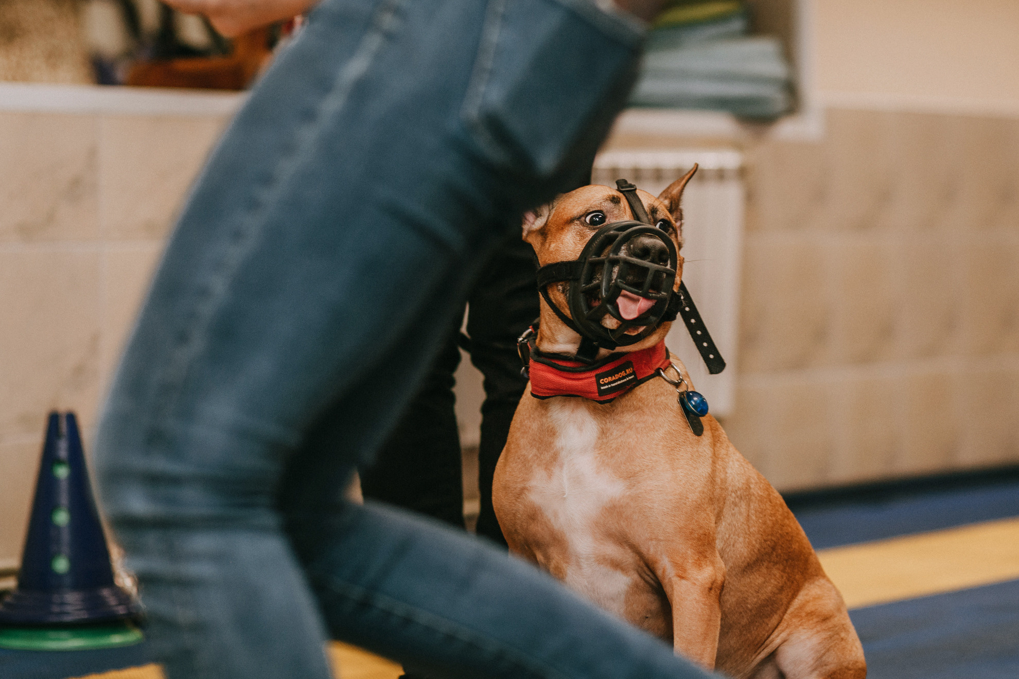 Собачий Новый год. Фотограф-анималист Елена Радченко, Москва