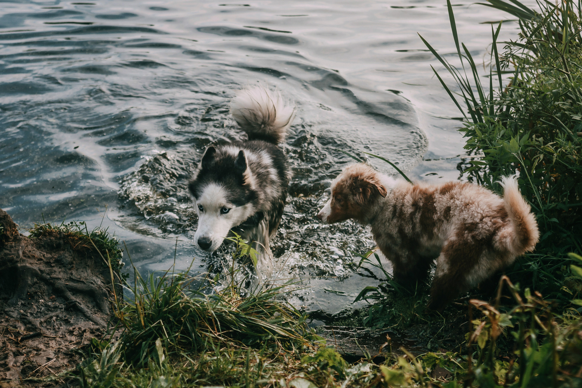 День рождения Морошки. Фотограф-анималист Елена Радченко, Москва