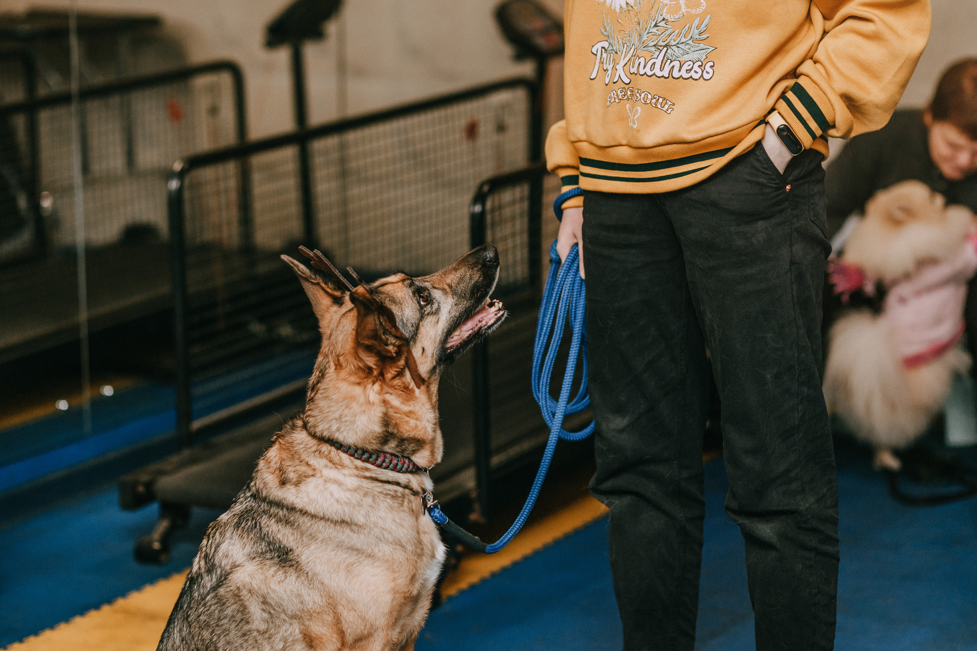 Собачий Новый год. Фотограф-анималист Елена Радченко, Москва