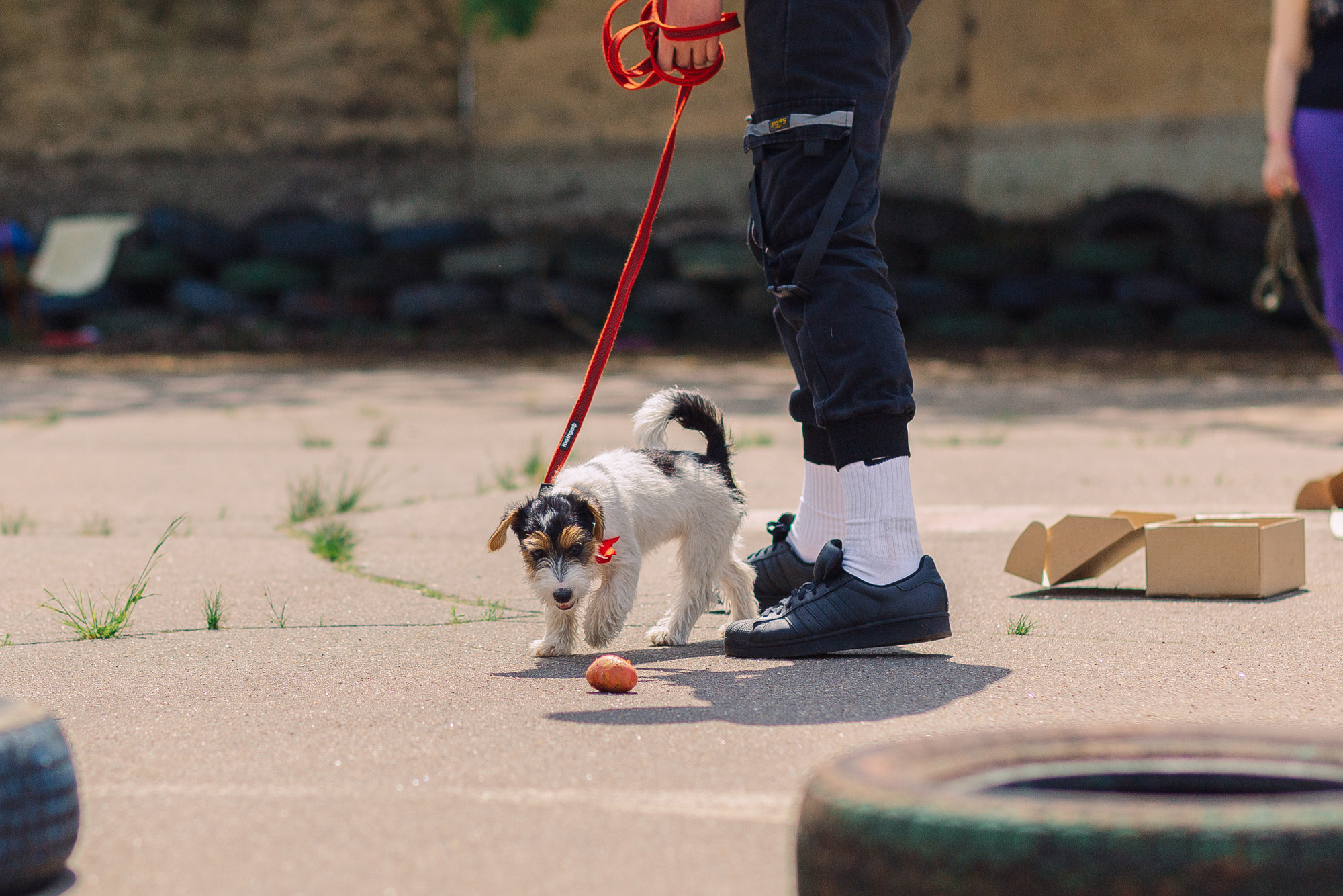 Дог-туса. Фотограф-анималист Елена Радченко, Москва