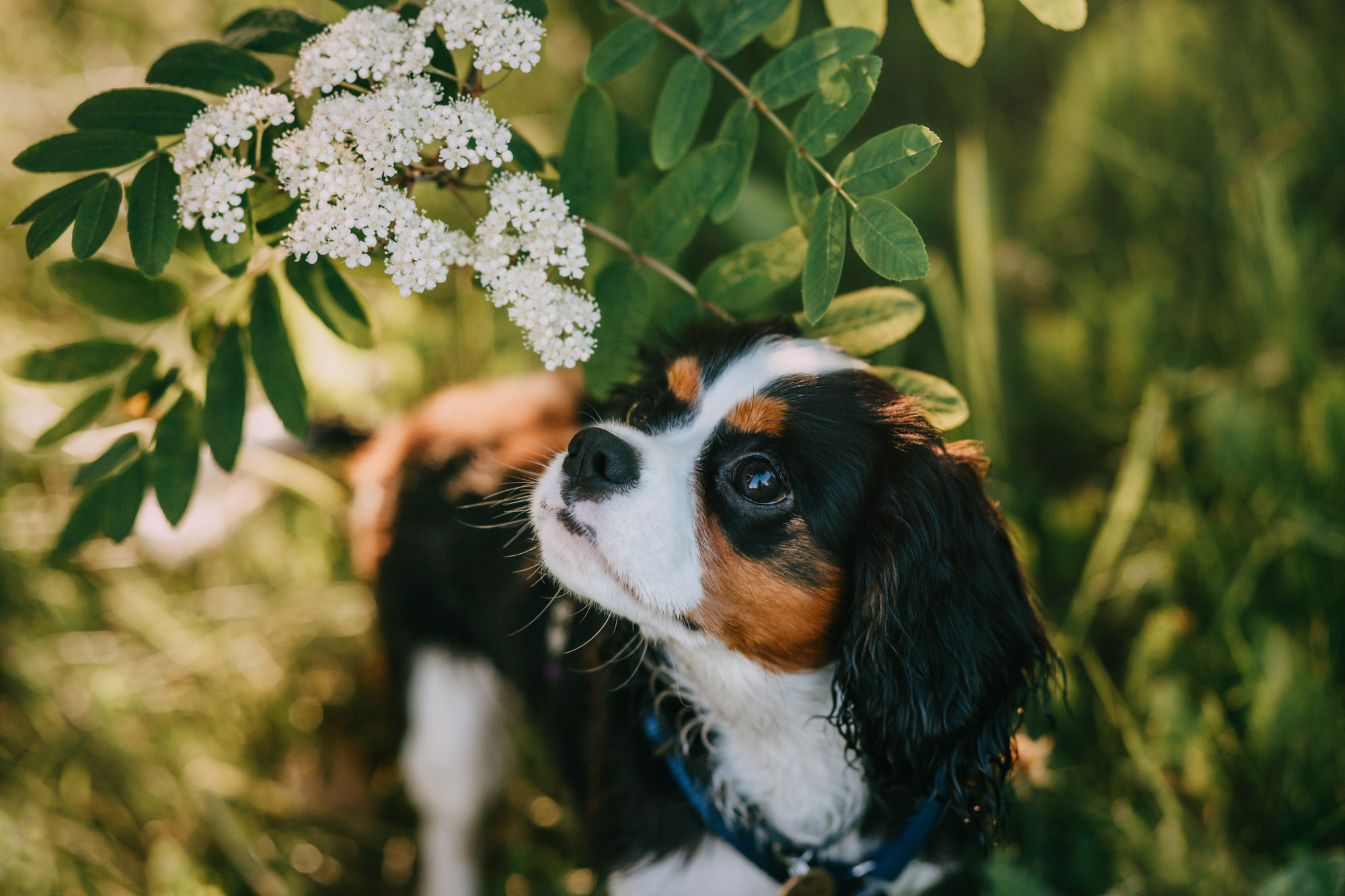Вика и Морти. Фотограф-анималист Елена Радченко, Москва
