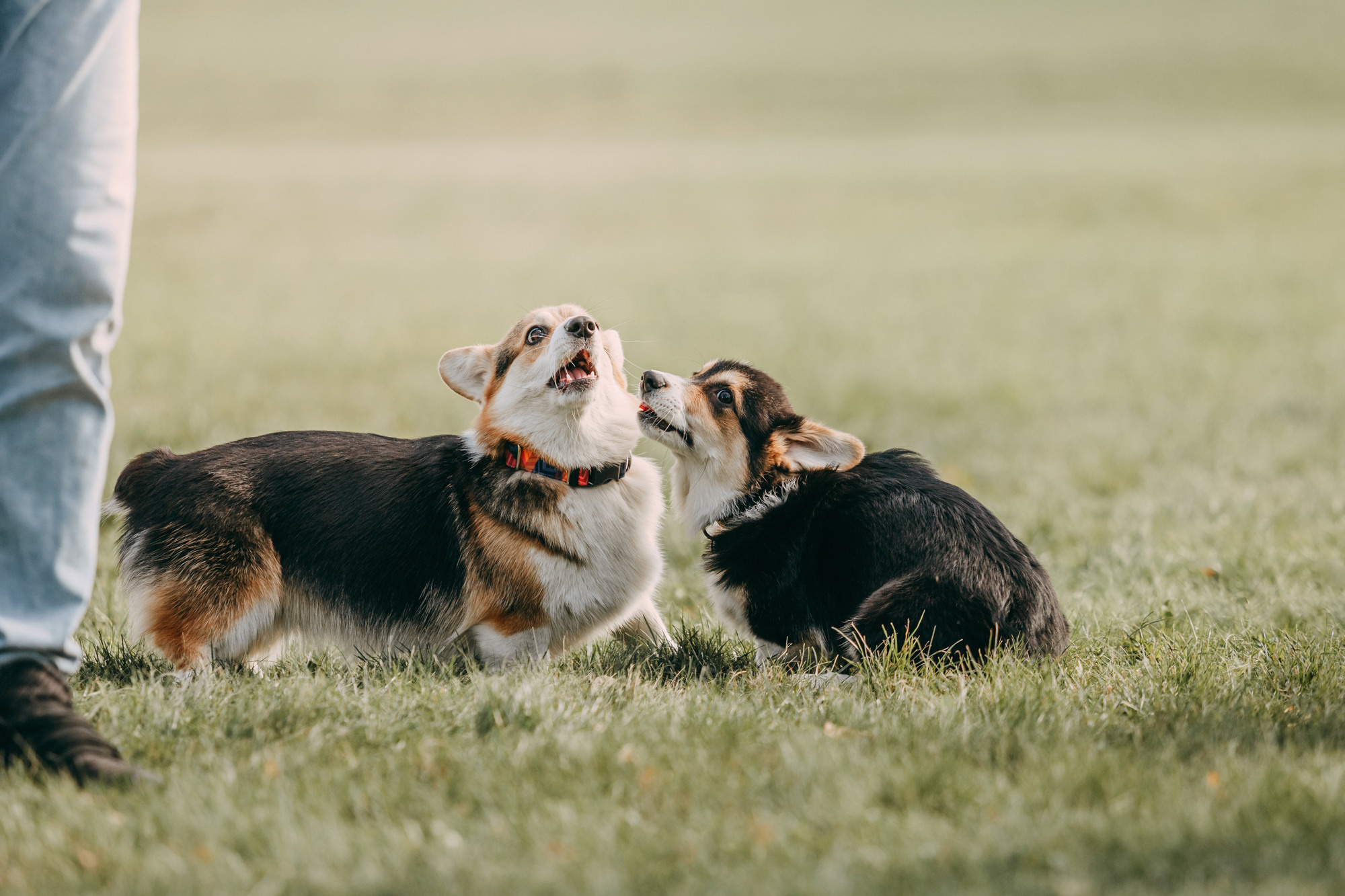 День рождения Габи. Фотограф-анималист Елена Радченко, Москва