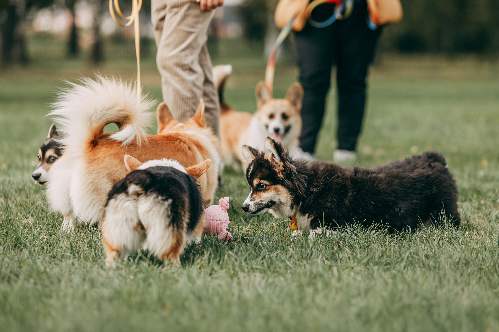 День рождения Габи. Фотограф-анималист Елена Радченко, Москва