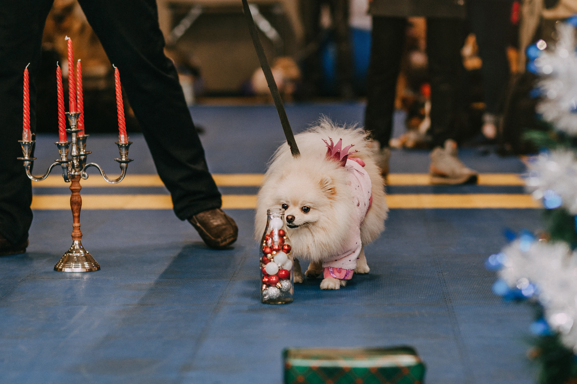 Собачий Новый год. Фотограф-анималист Елена Радченко, Москва