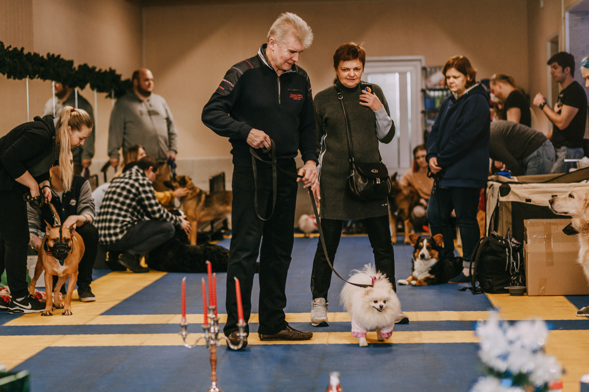 Собачий Новый год. Фотограф-анималист Елена Радченко, Москва