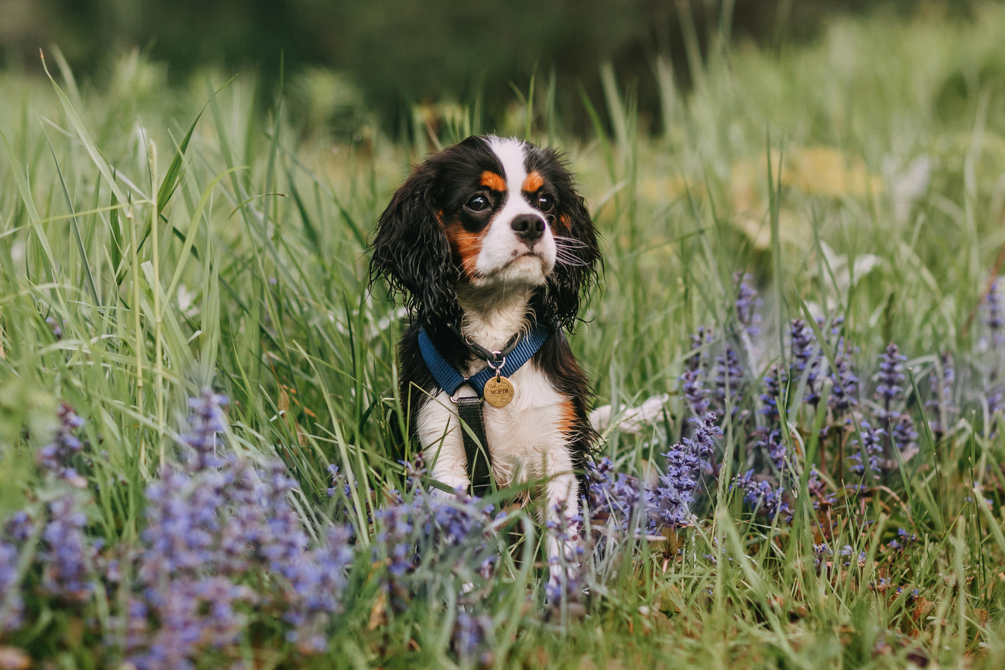 Вика и Морти. Фотограф-анималист Елена Радченко, Москва
