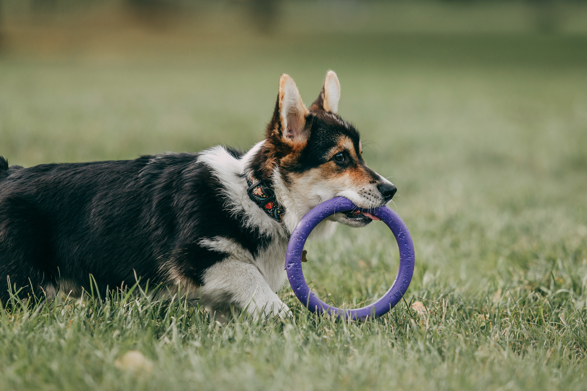 День рождения Габи. Фотограф-анималист Елена Радченко, Москва