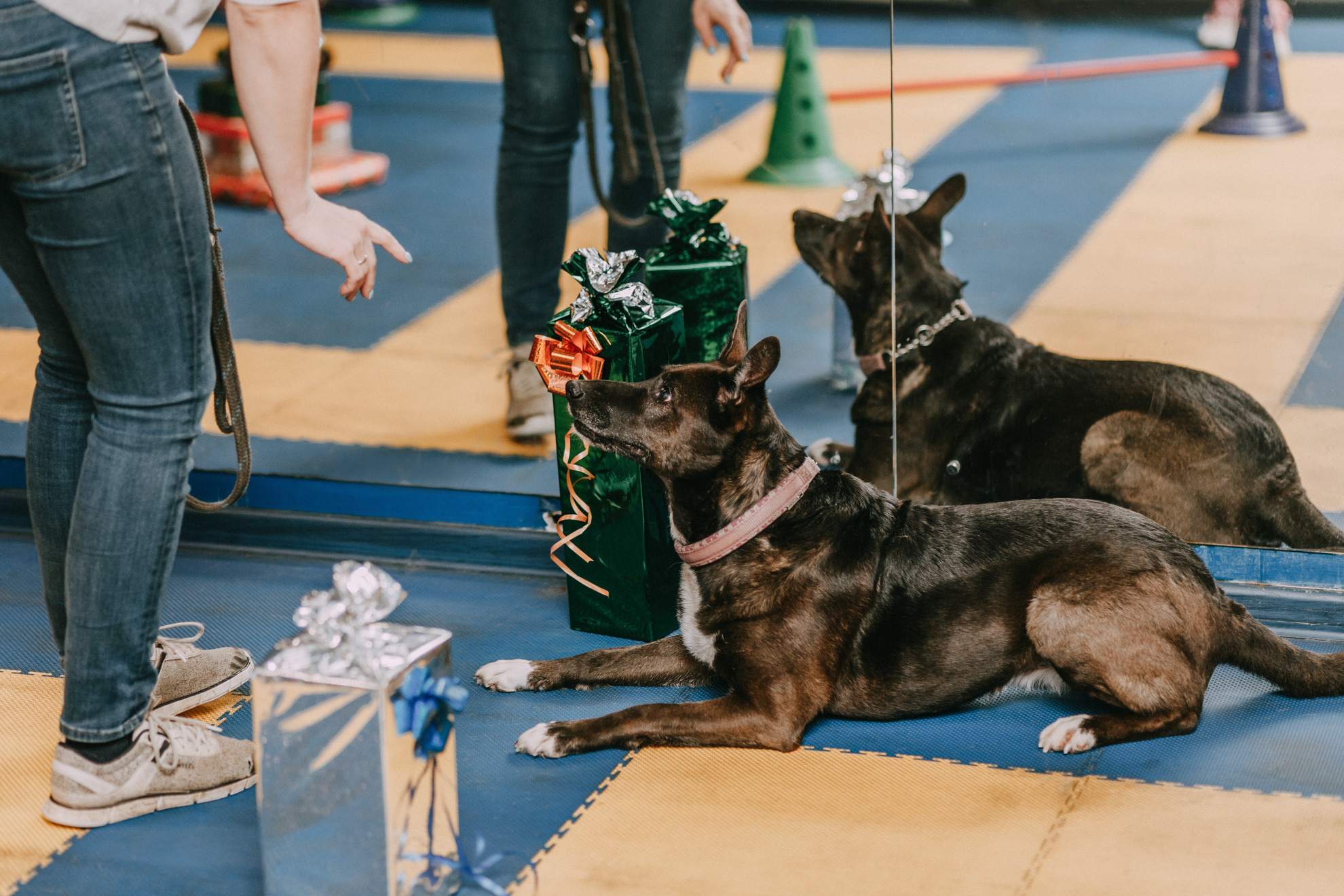 Собачий Новый год. Фотограф-анималист Елена Радченко, Москва