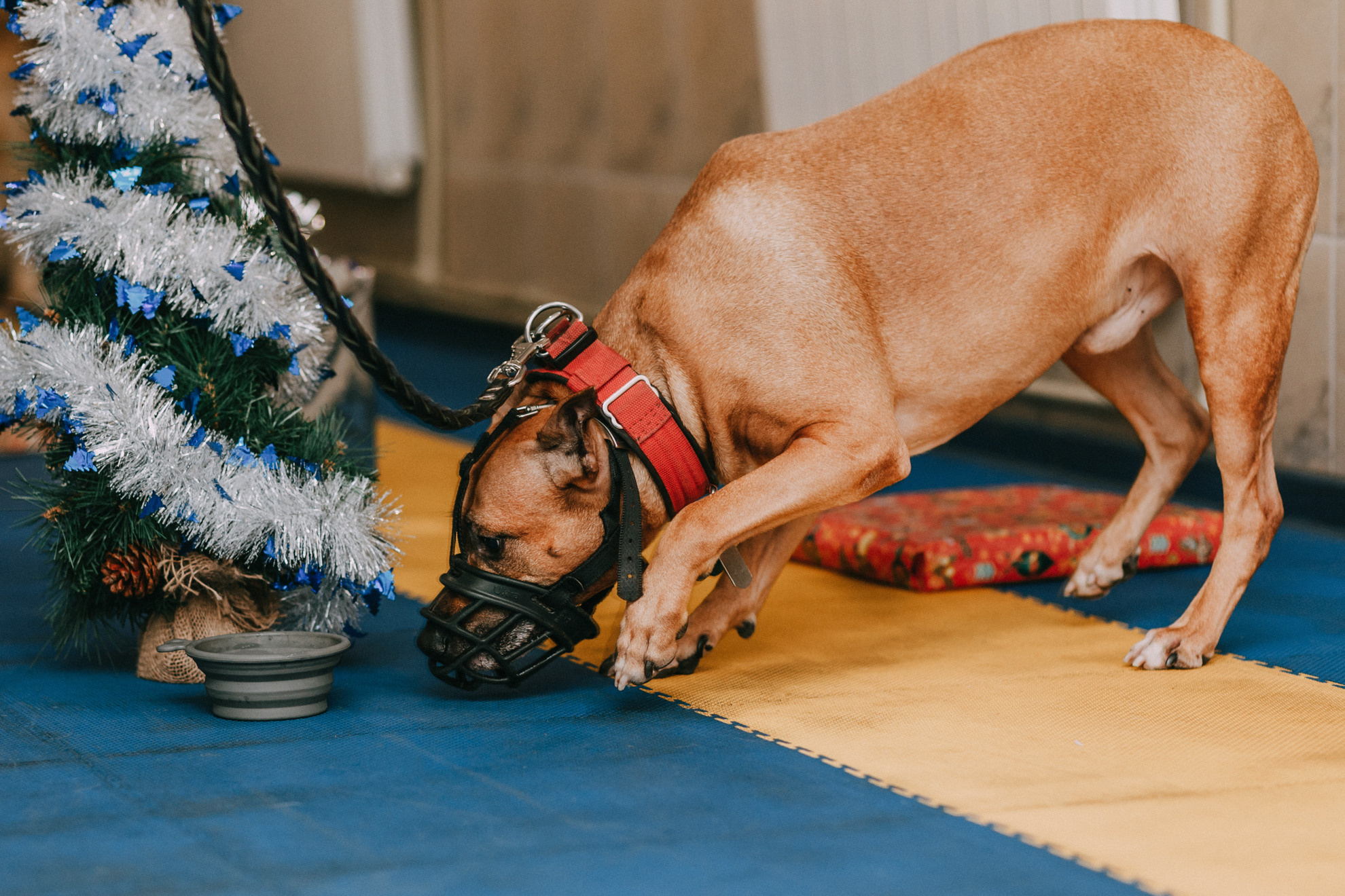 Собачий Новый год. Фотограф-анималист Елена Радченко, Москва