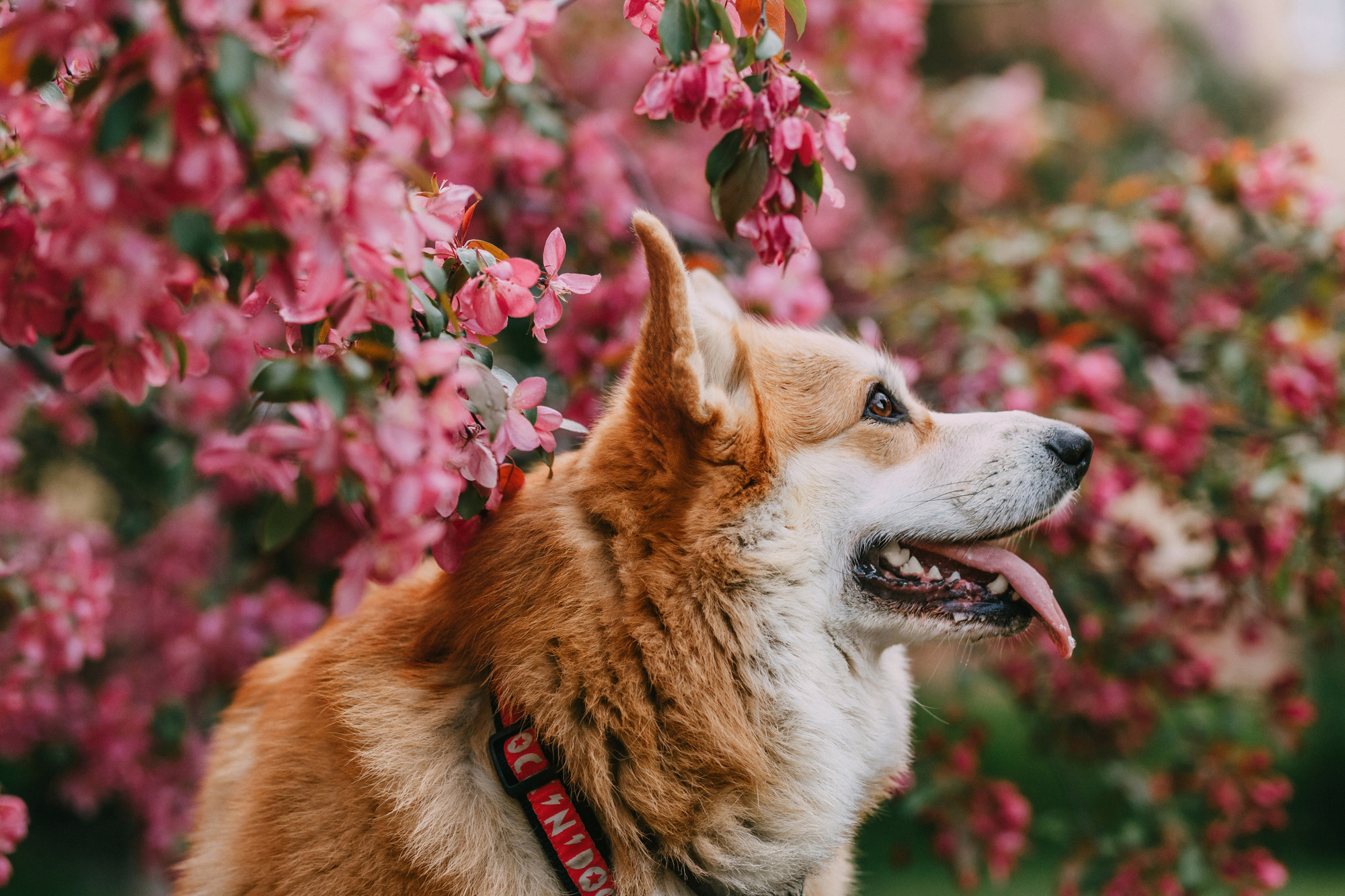 Анна и Филипп. Фотограф-анималист Елена Радченко, Москва