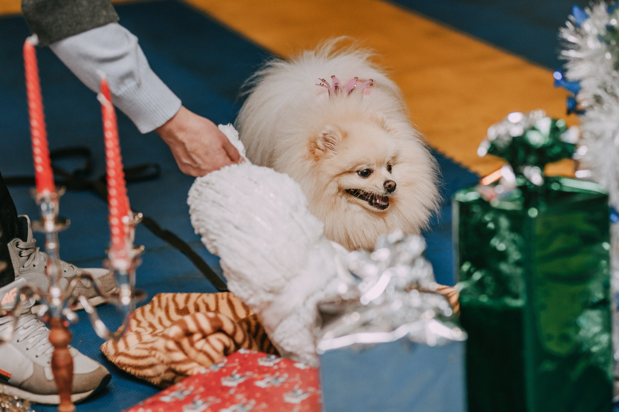 Собачий Новый год. Фотограф-анималист Елена Радченко, Москва