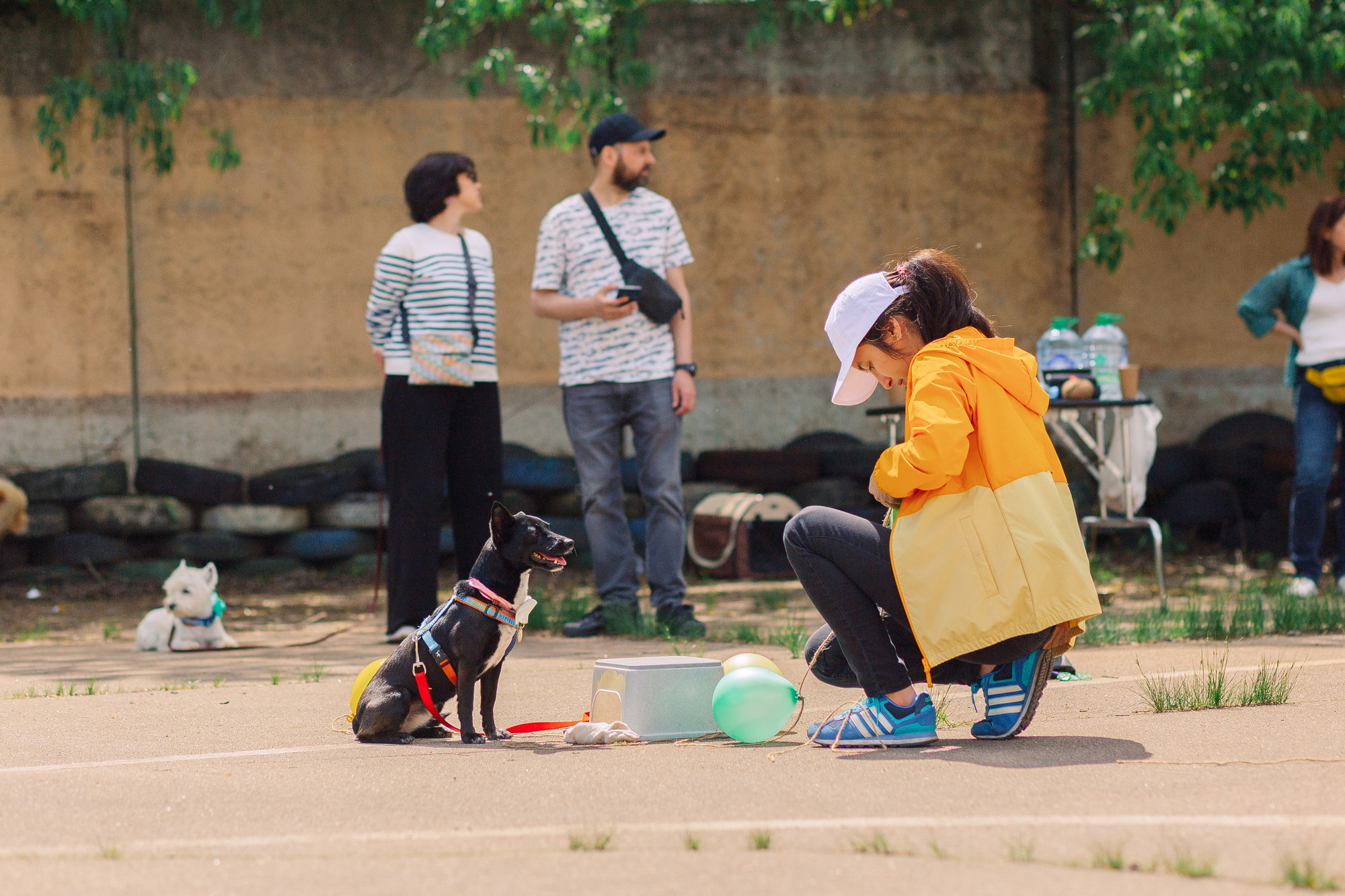 Дог-туса. Фотограф-анималист Елена Радченко, Москва
