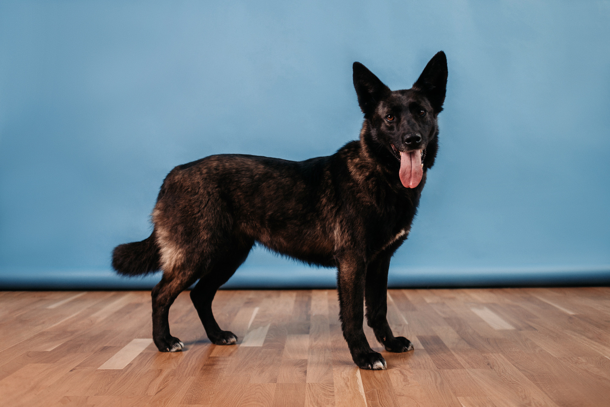 Эдит и Диди. Фотограф-анималист Елена Радченко, Москва