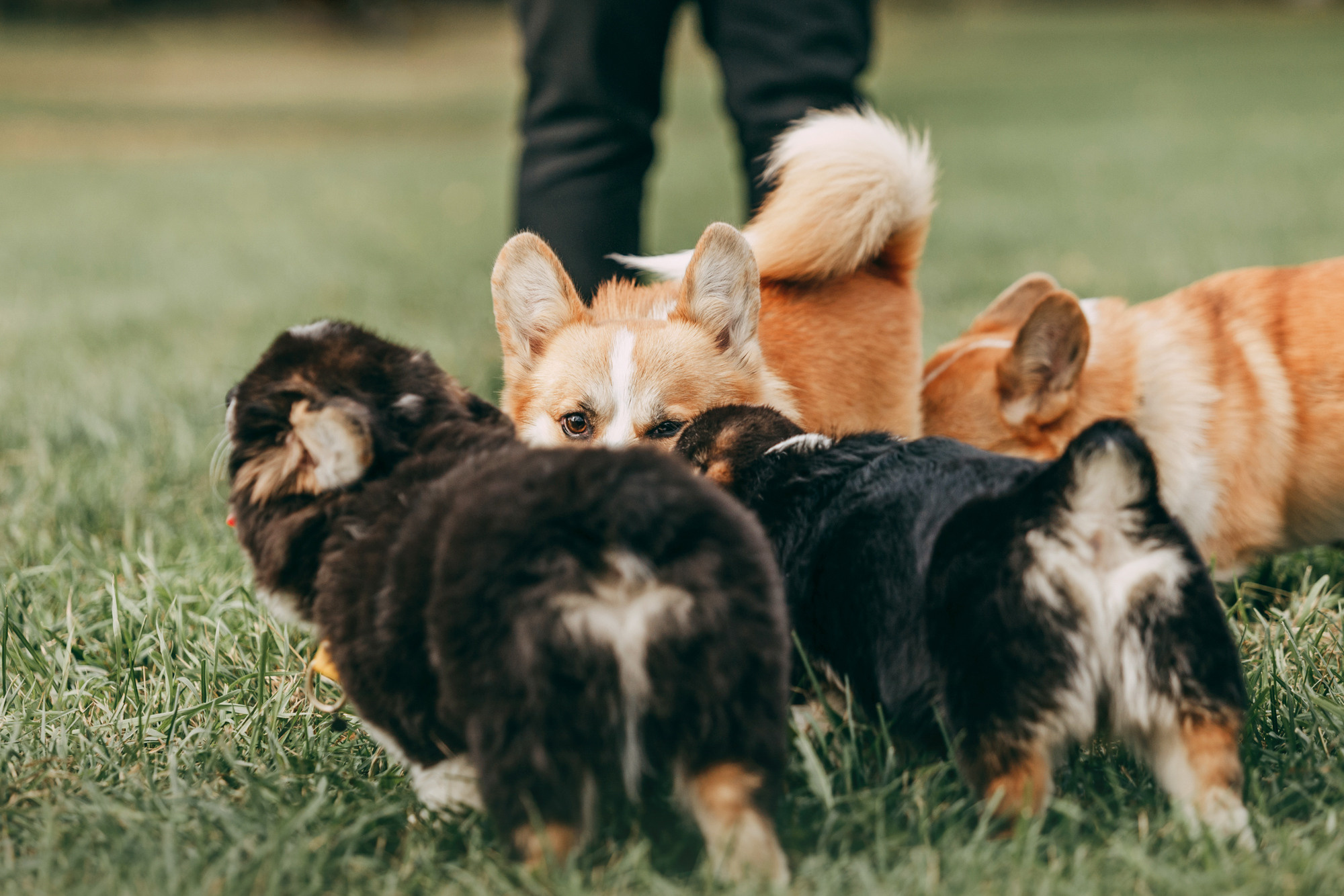 День рождения Габи. Фотограф-анималист Елена Радченко, Москва