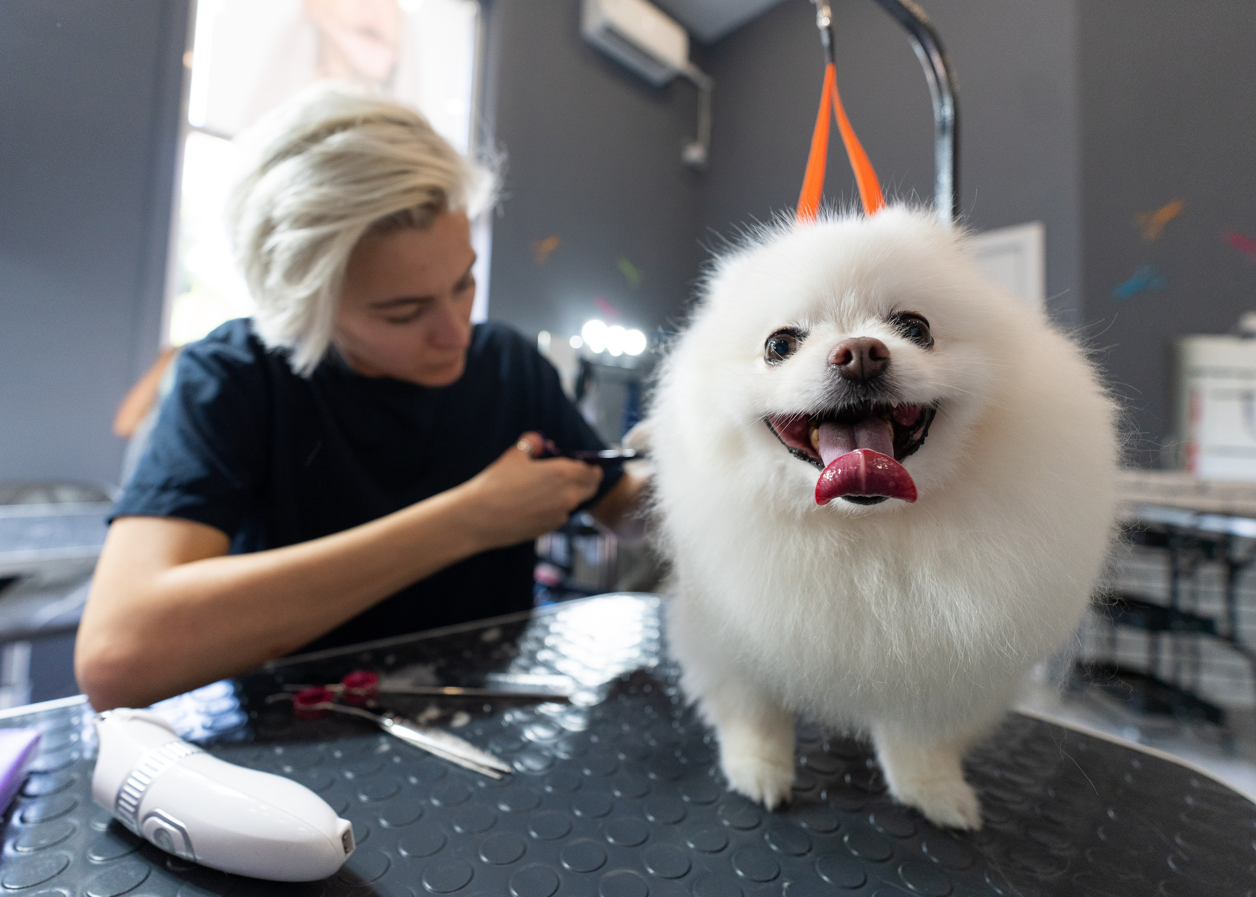 Фотограф анималист в Сочи — профессиональная съемка домашних животных. Профессиональная фотосъемка в Сочи: репортаж, предметная, ювелирная фотосъемка, недвижимость, фуд-фотография. Фотограф Александр Афанасьев