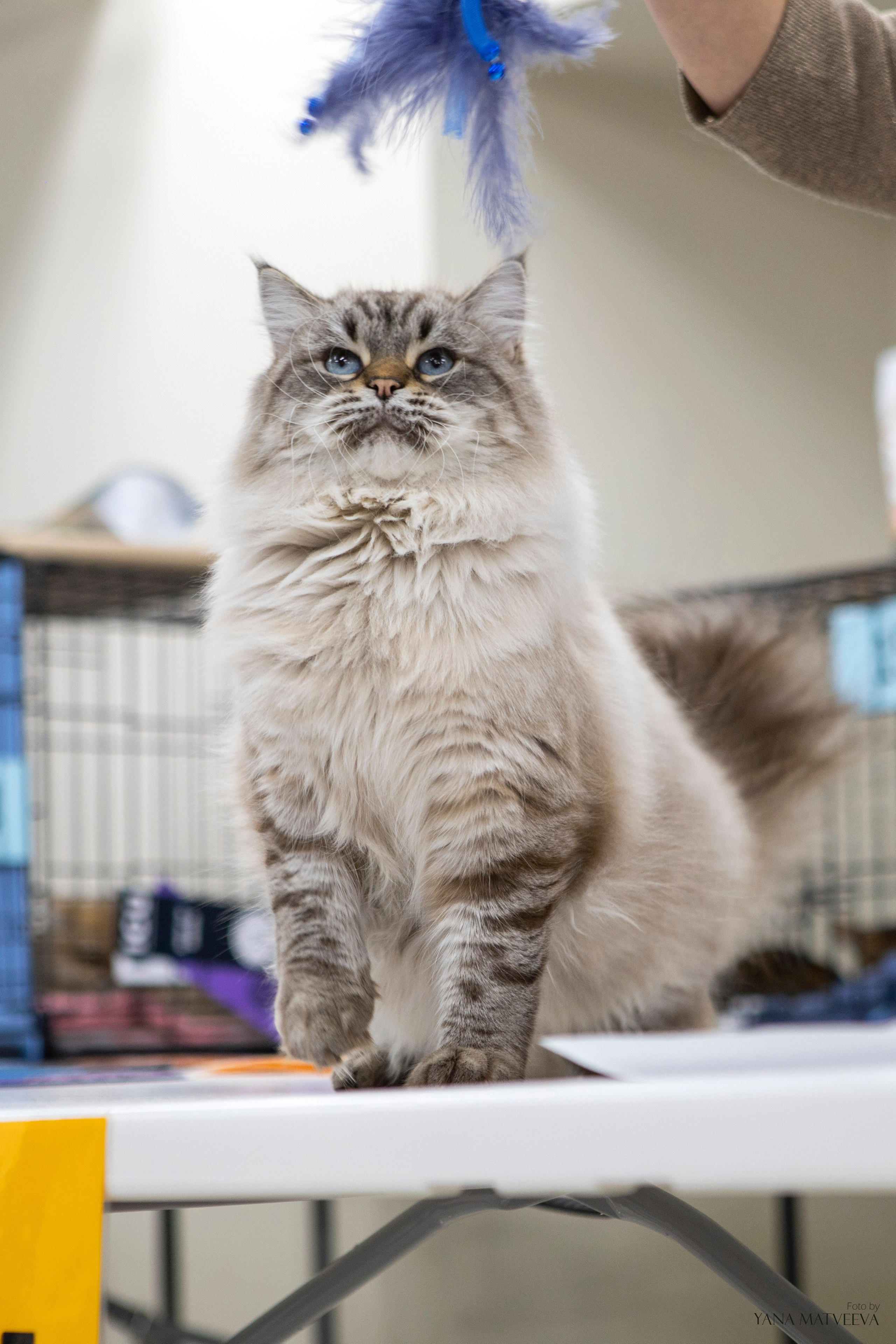 Кошки. Фотограф Яна Матвеева в Ижевске