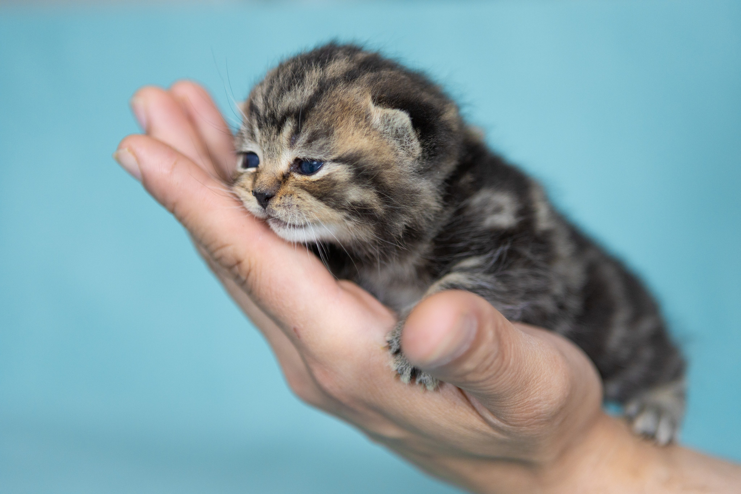 Котята. Фотограф Яна Матвеева в Ижевске