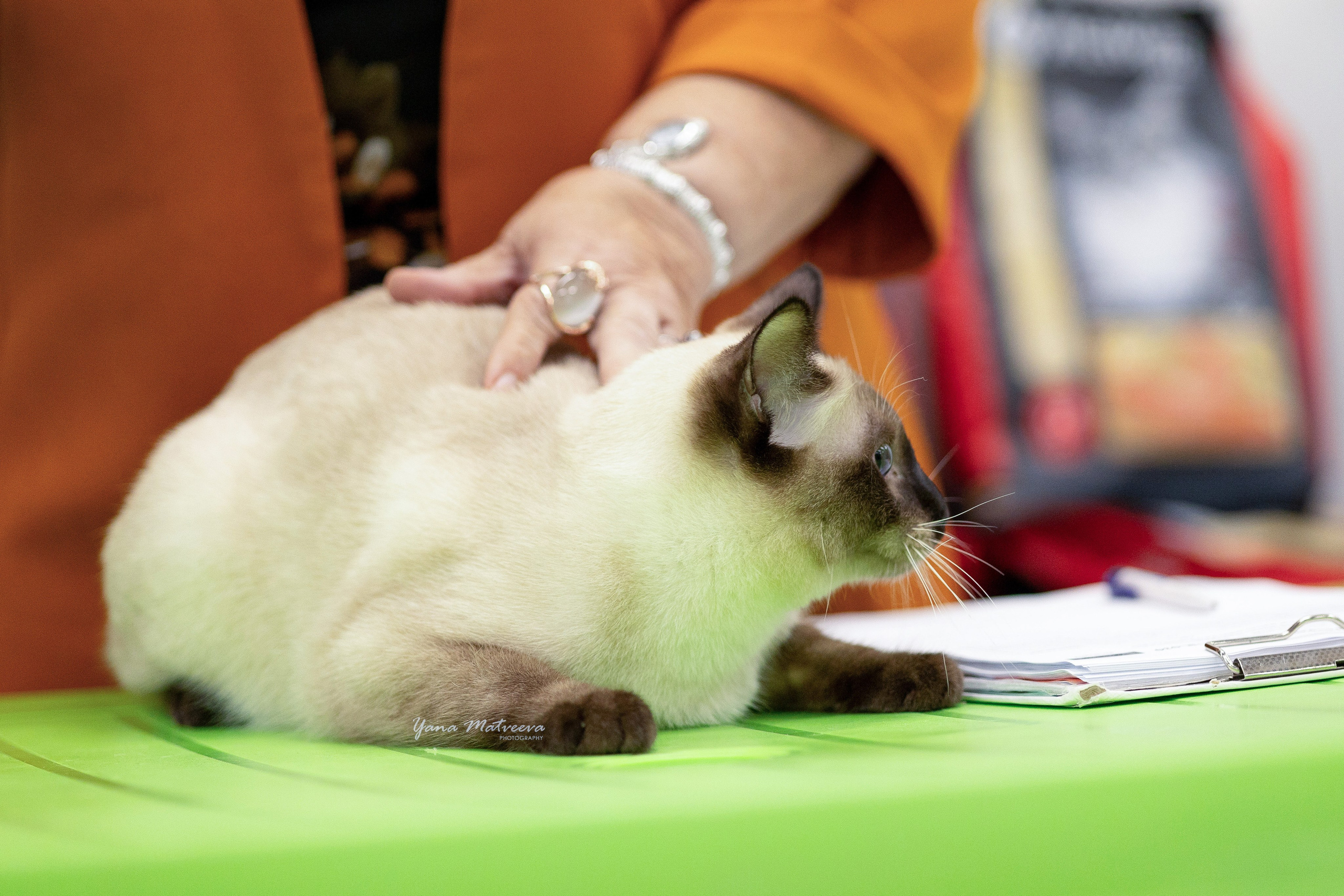 Кошки. Фотограф Яна Матвеева в Ижевске