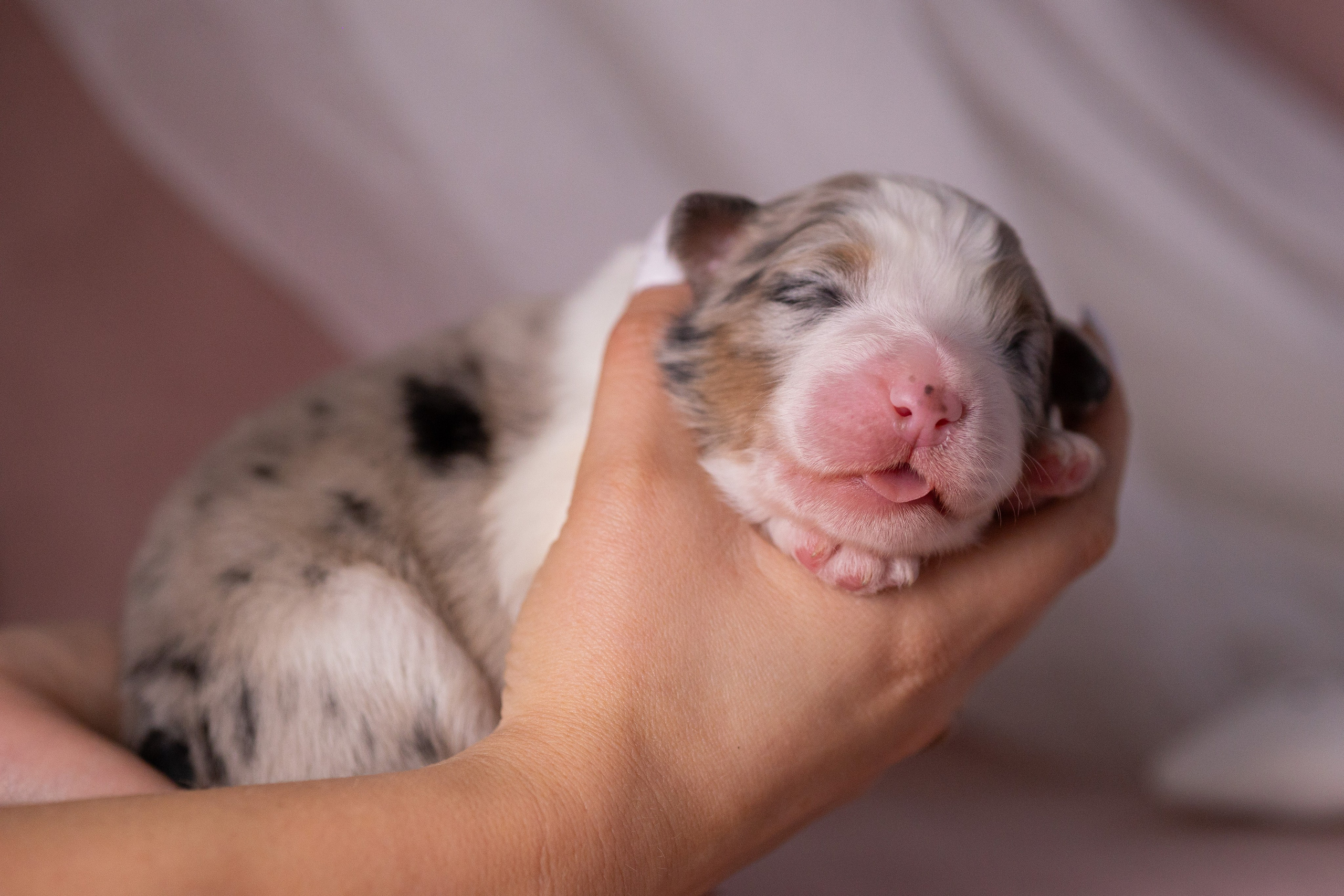 Щенки. Фотограф Яна Матвеева в Ижевске