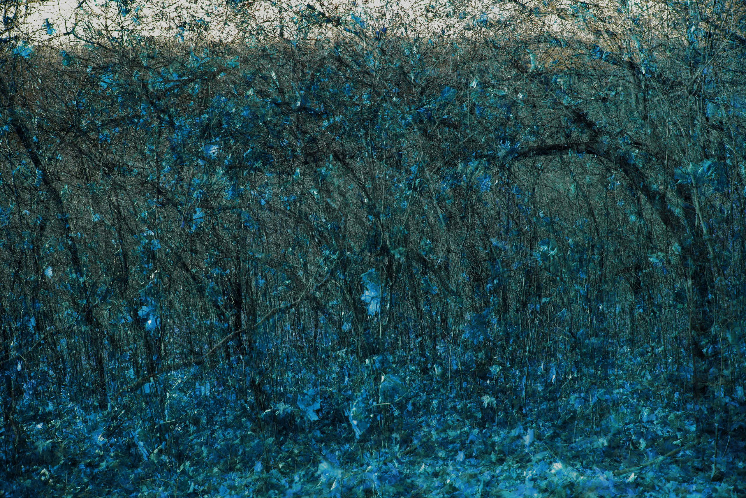 Talking to the forest (in progress). MAIN