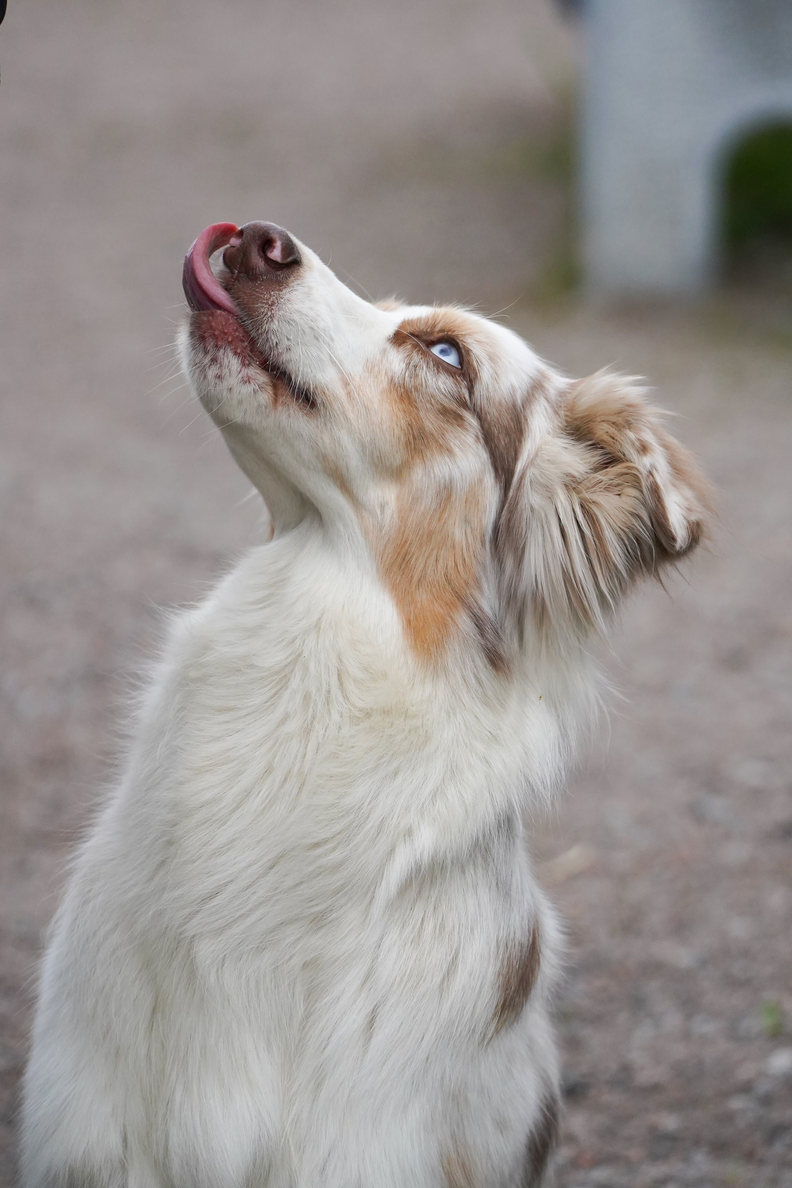 Аджилити 25.05.24, Санкт-Петербург. Фотограф-анималист Анастасия Большакова