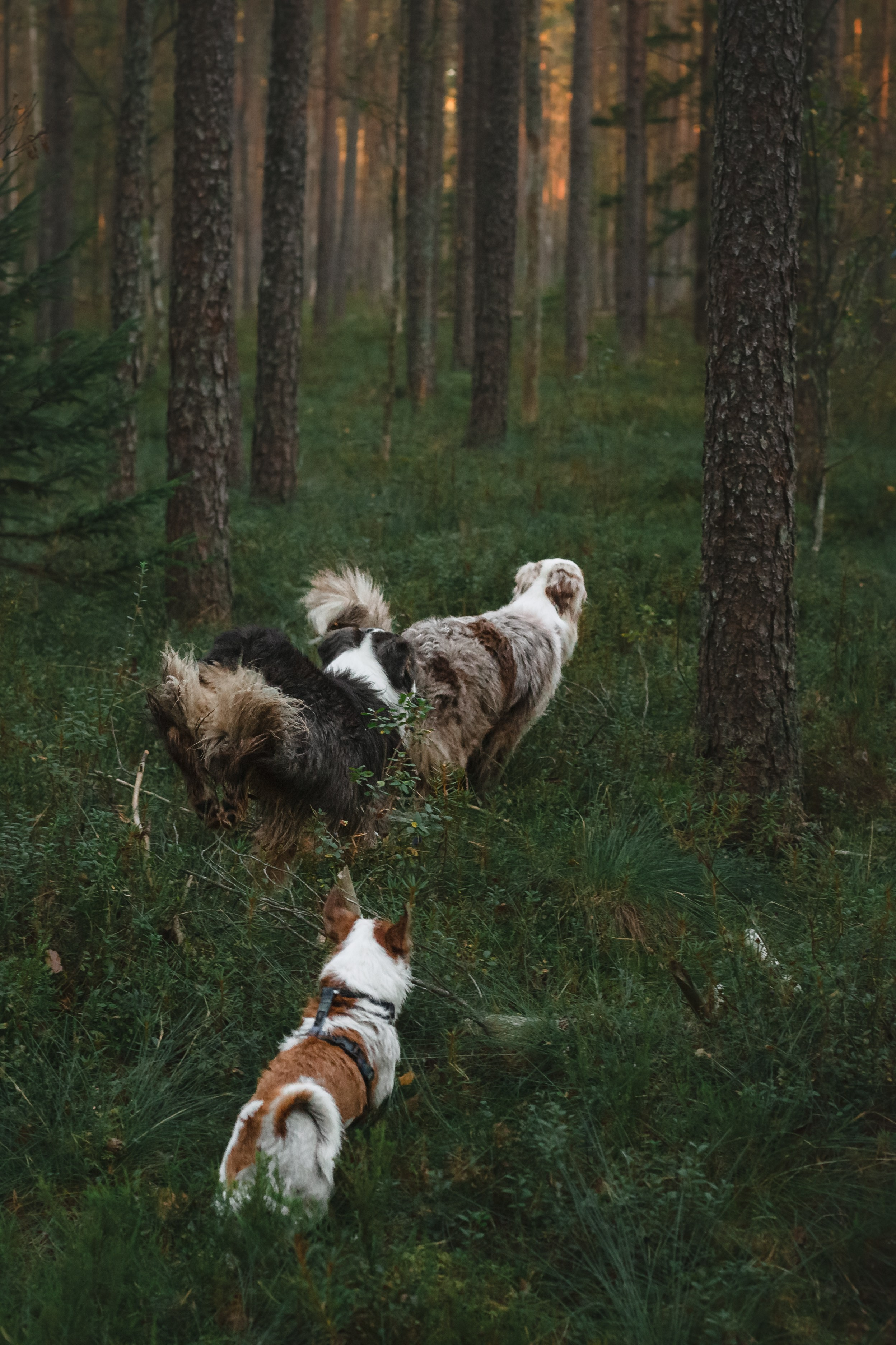Фотопрогулка в Ленобласти. Фотограф-анималист Татьяна Степанова