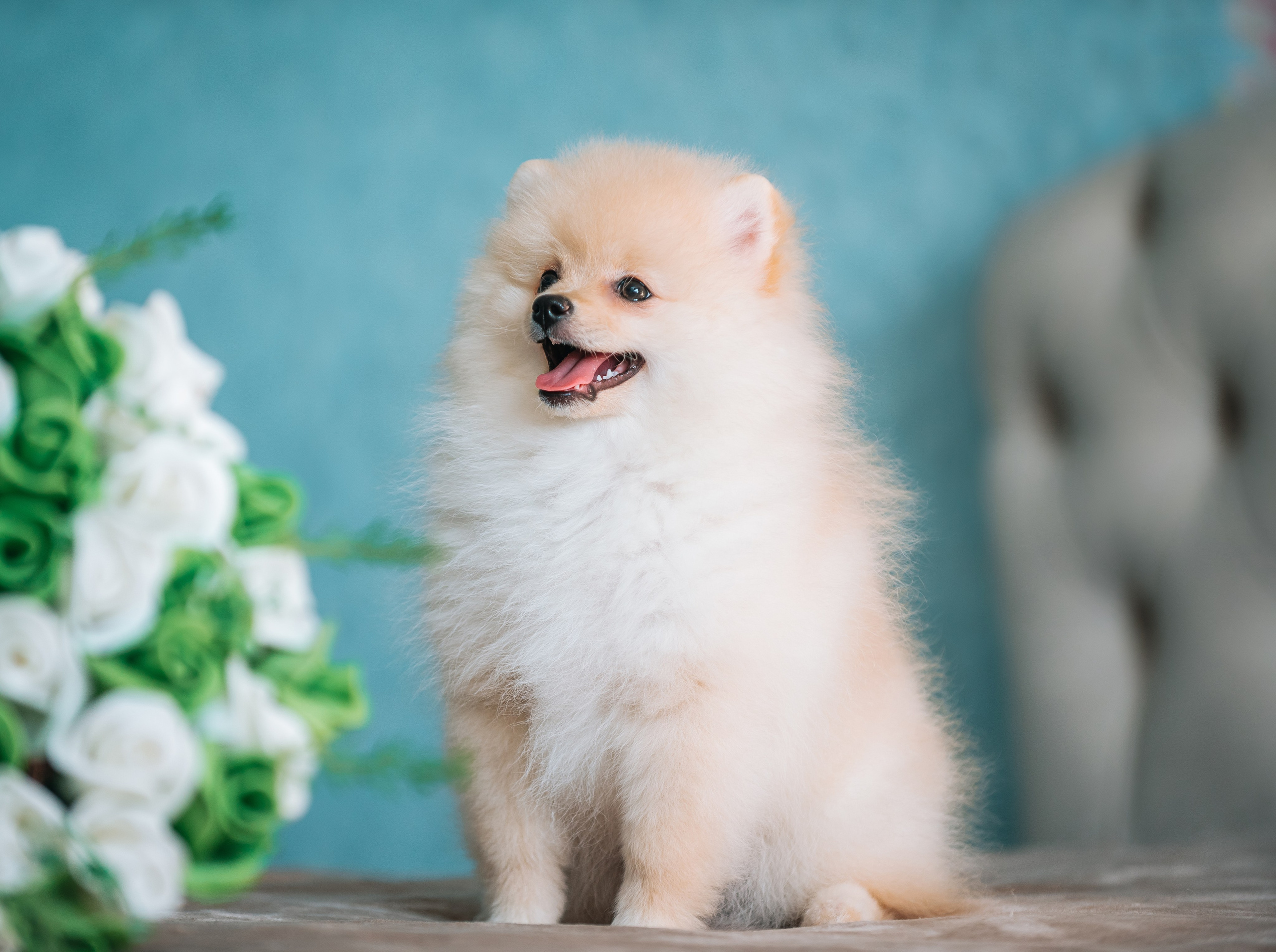 Шпицы дома. Главная