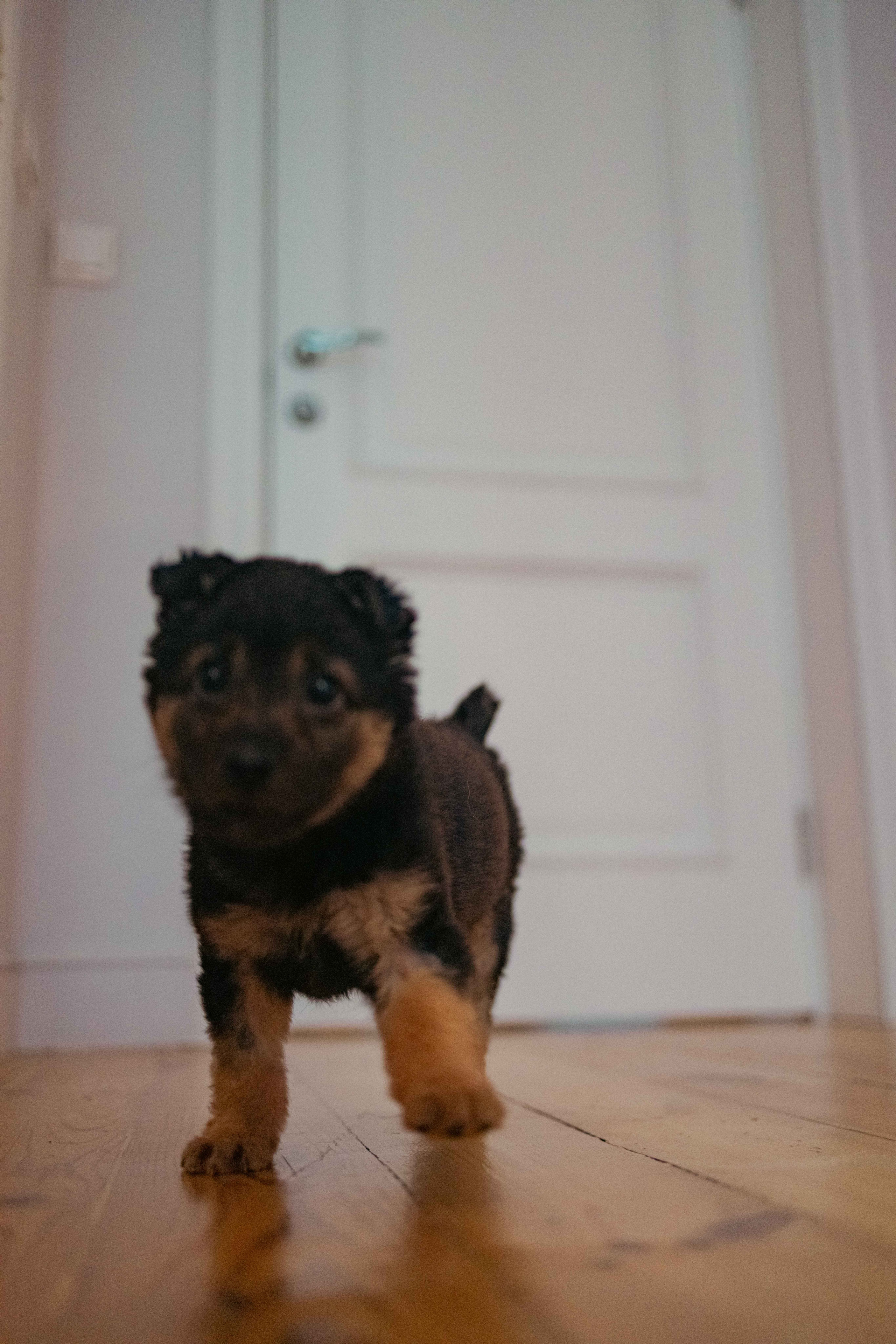 Пеппа. Фотограф-анималист в Москве Лера Черноног