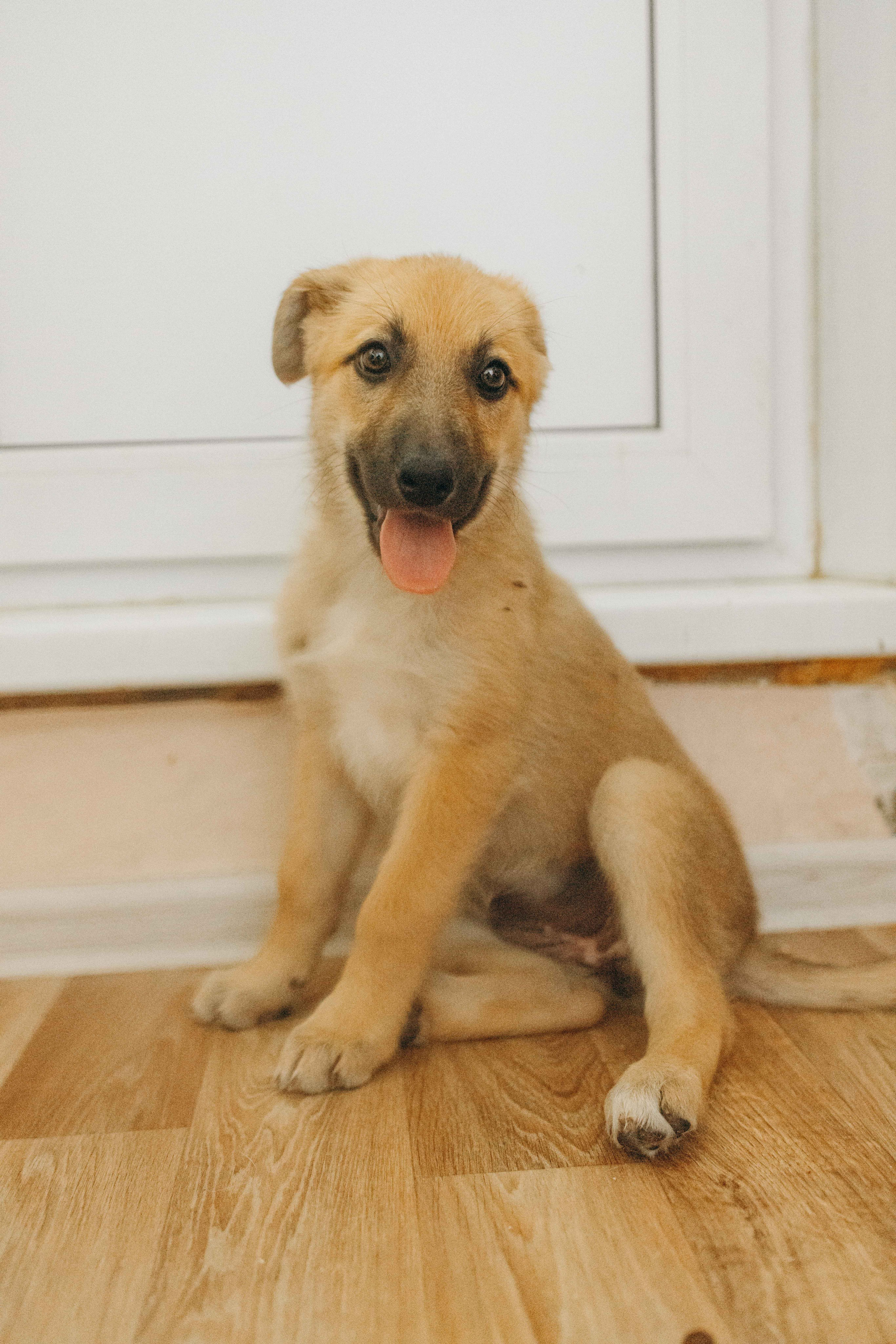 Щеночки на кухне. Фотограф-анималист в Москве Лера Черноног