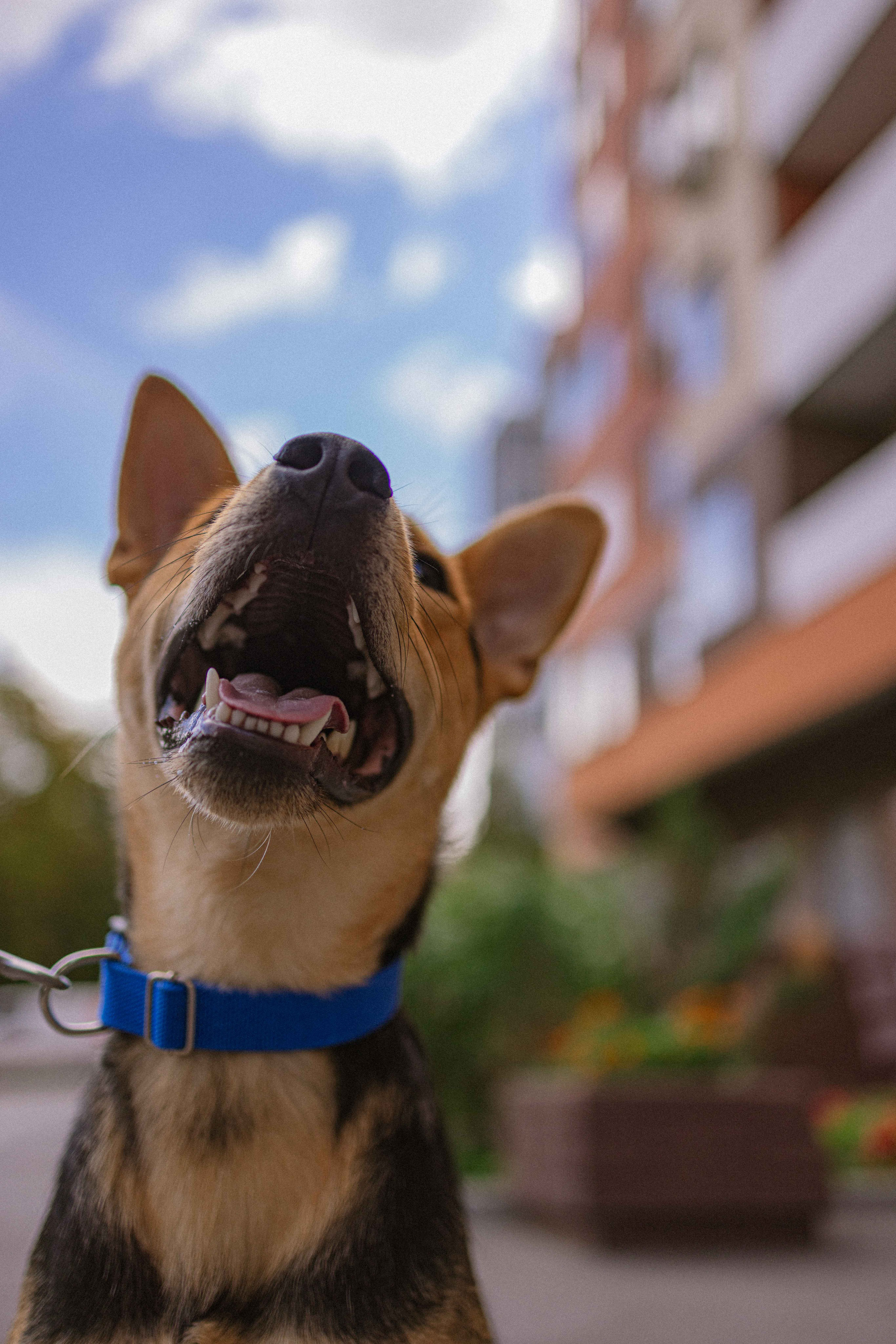 Джеки. Фотограф-анималист в Москве Лера Черноног