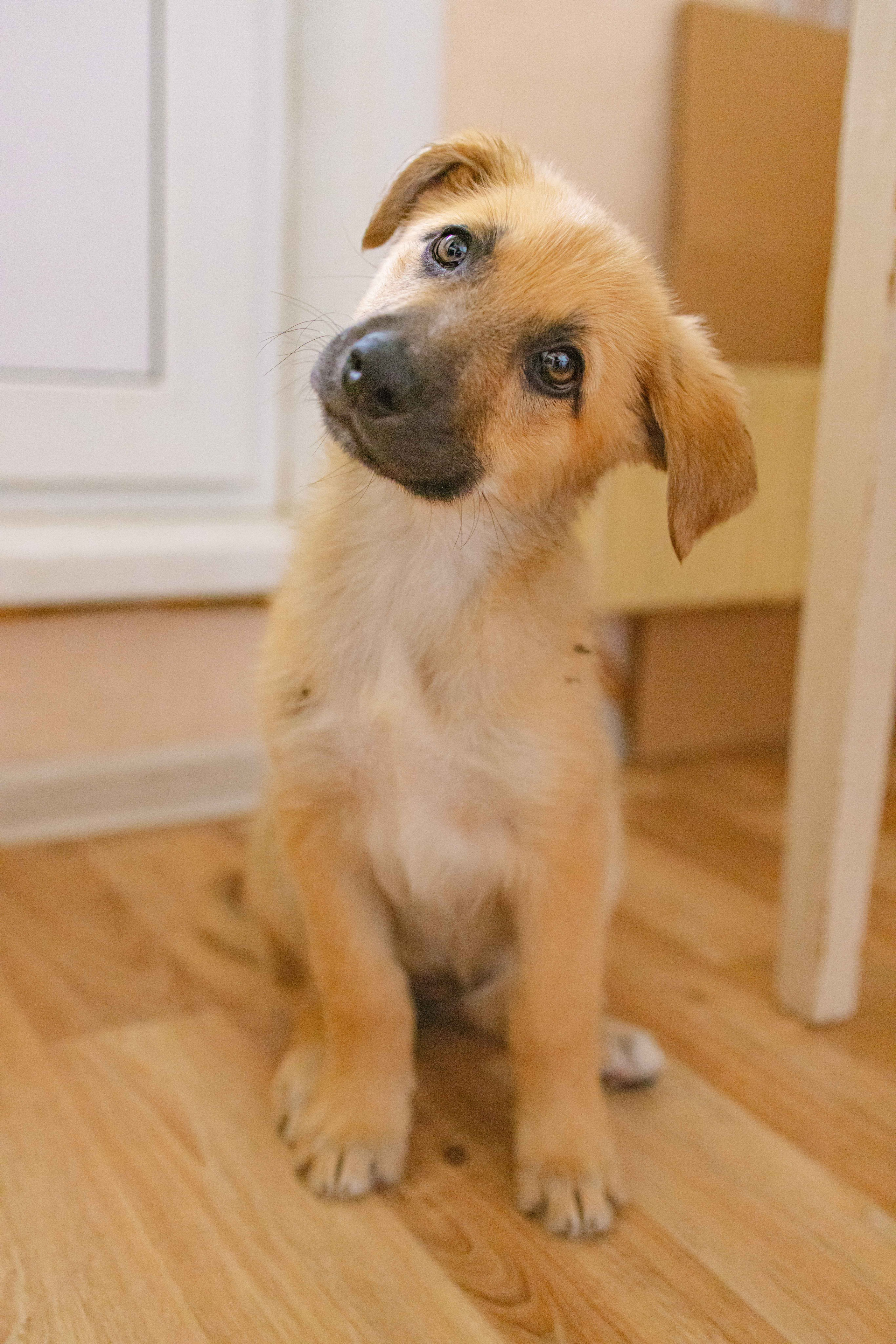 Щеночки на кухне. Фотограф-анималист в Москве Лера Черноног
