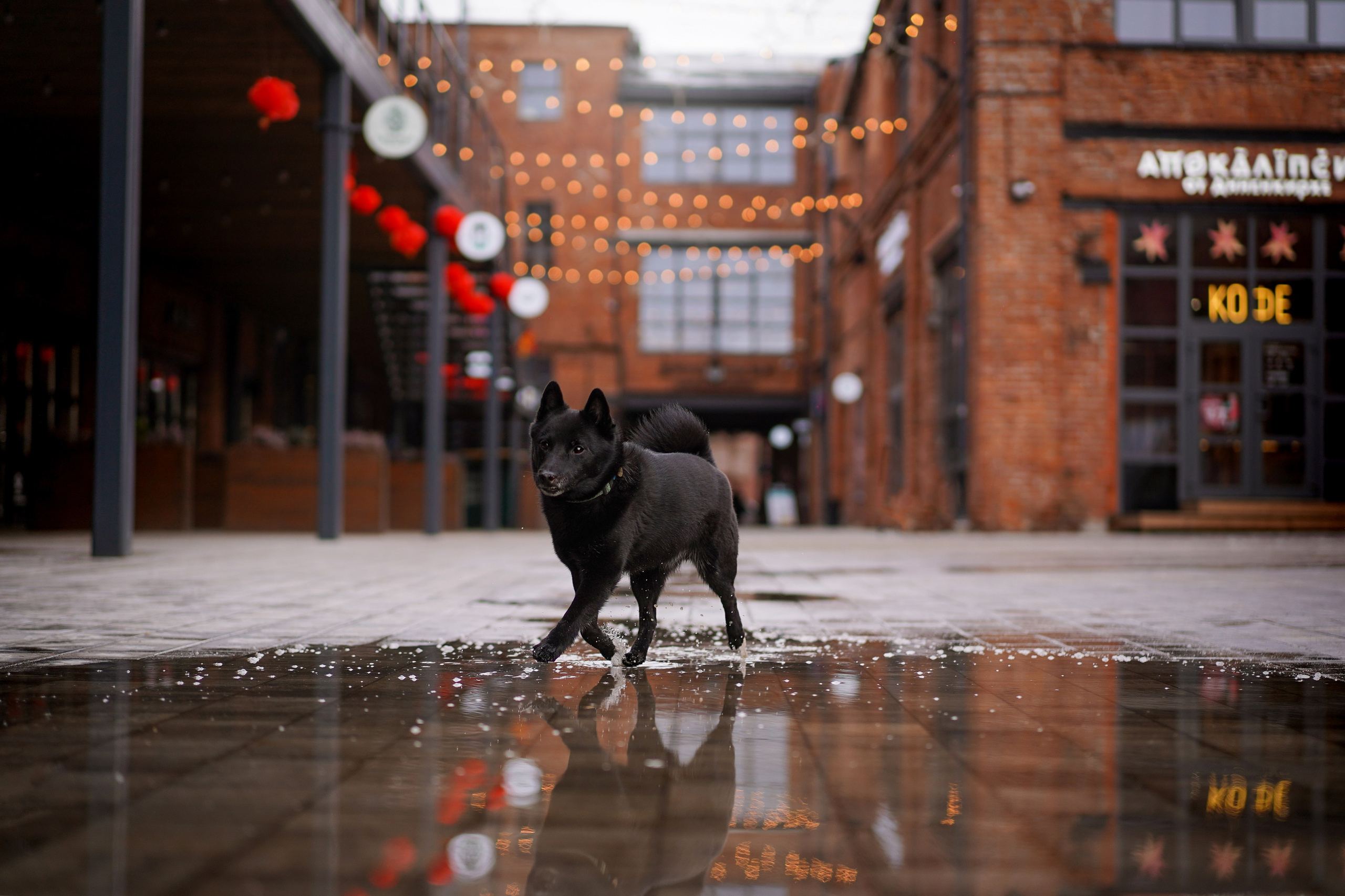 Аня Арчи и Мишель. Фотограф-анималист в Санкт-Петербурге Яна Мартынова