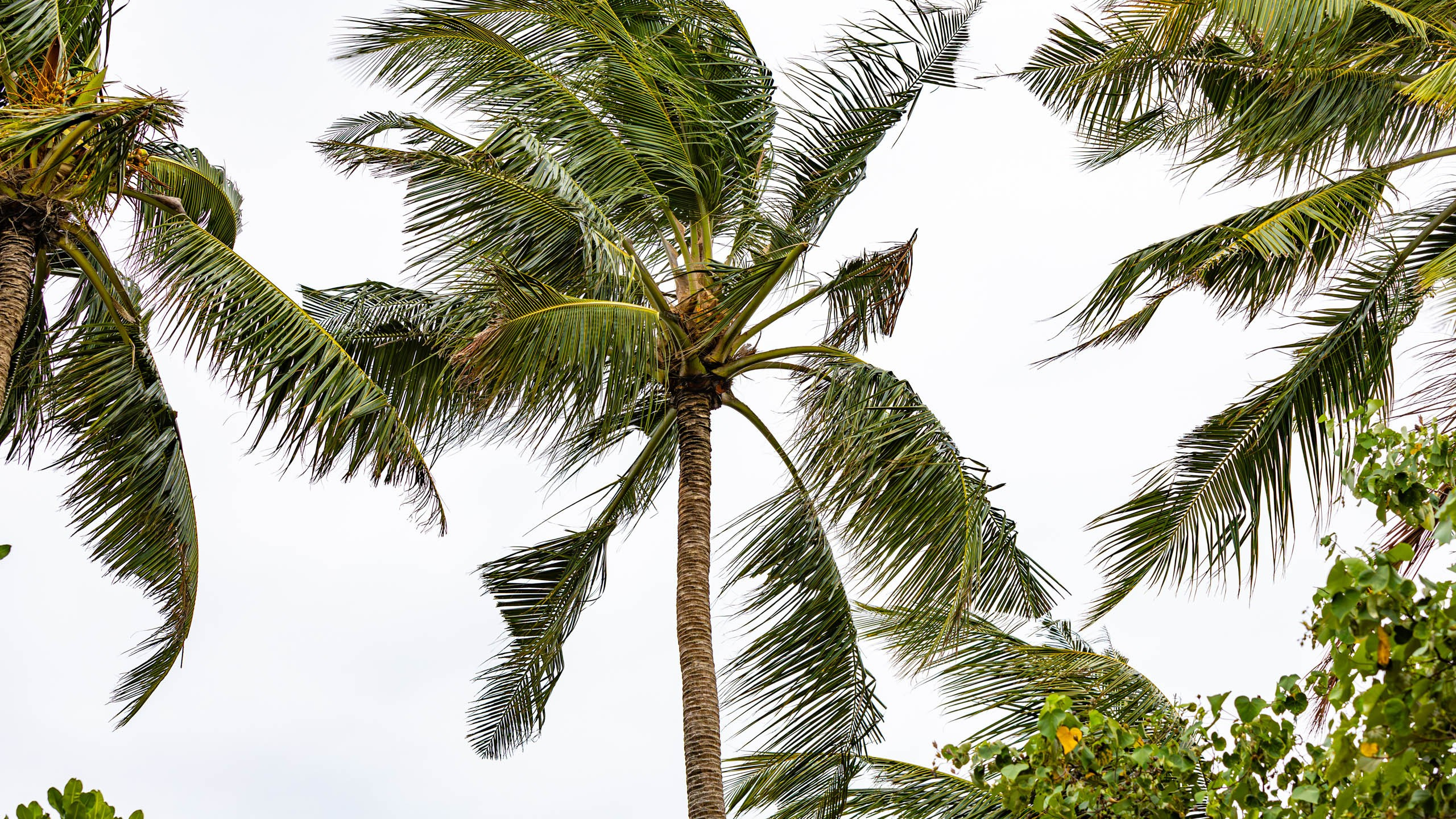 Мальдивы, Ellaidhoo Maldives by Cinnamon