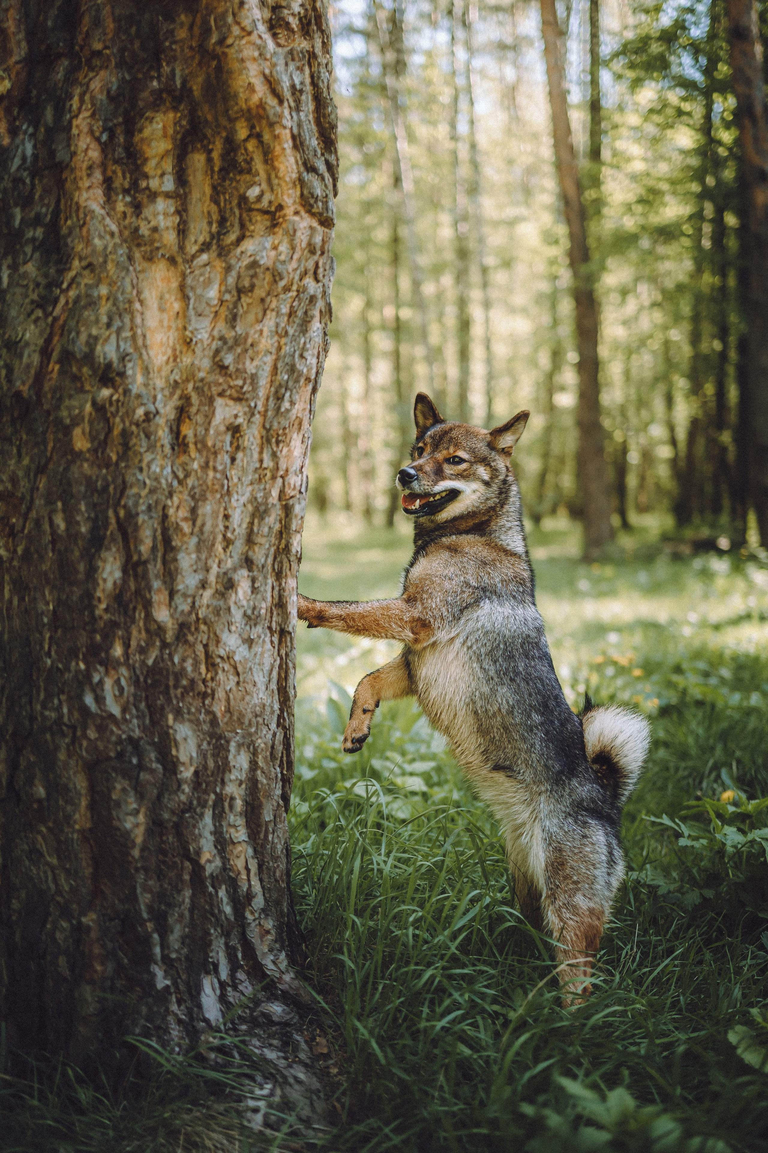Шед, Цири, Чиби, Цера и их семья