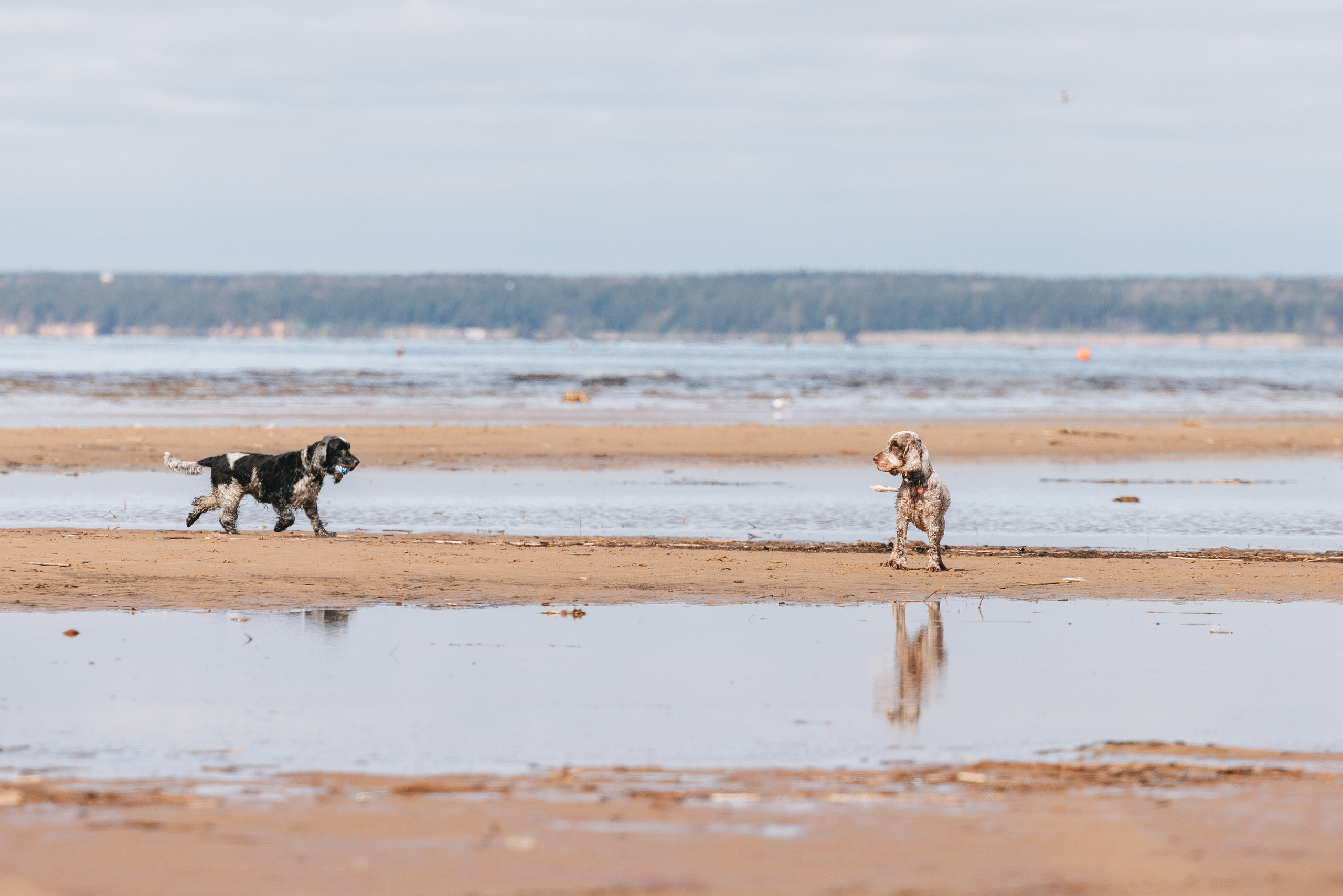 Спанимания. Фотограф анималист Осипчикова Мария
