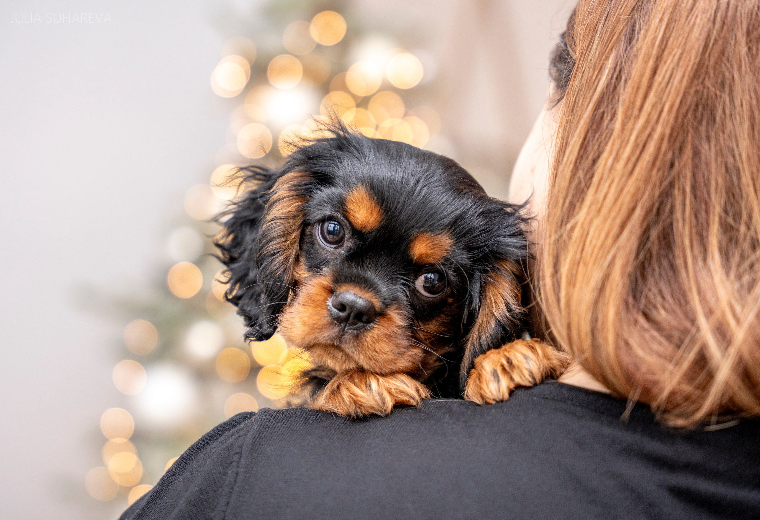 Щенки Кавалер кинг-чарльз-спаниель (Новый год). Главная