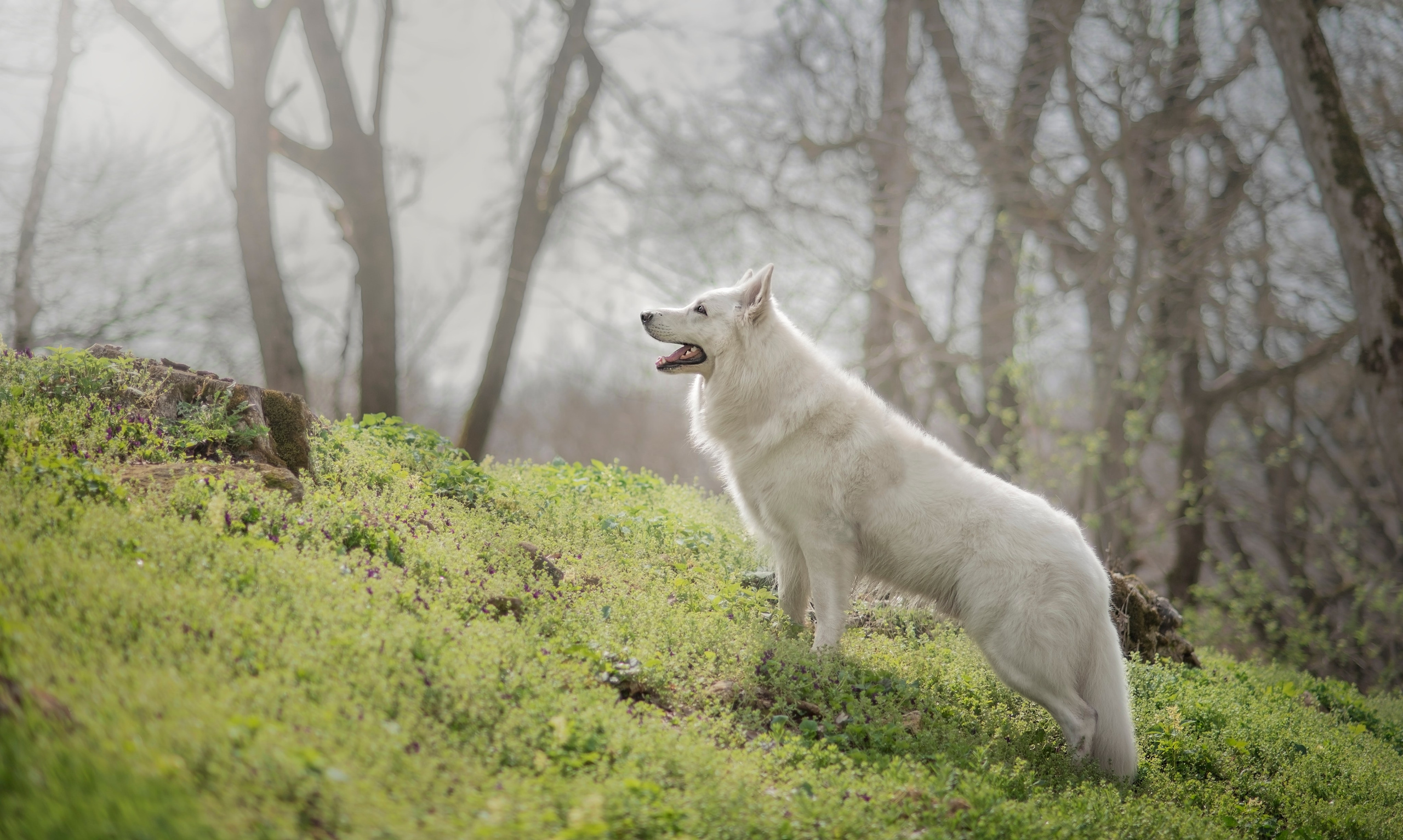 Каспер. Фотограф анималист Ставрополь Яна Кудлай