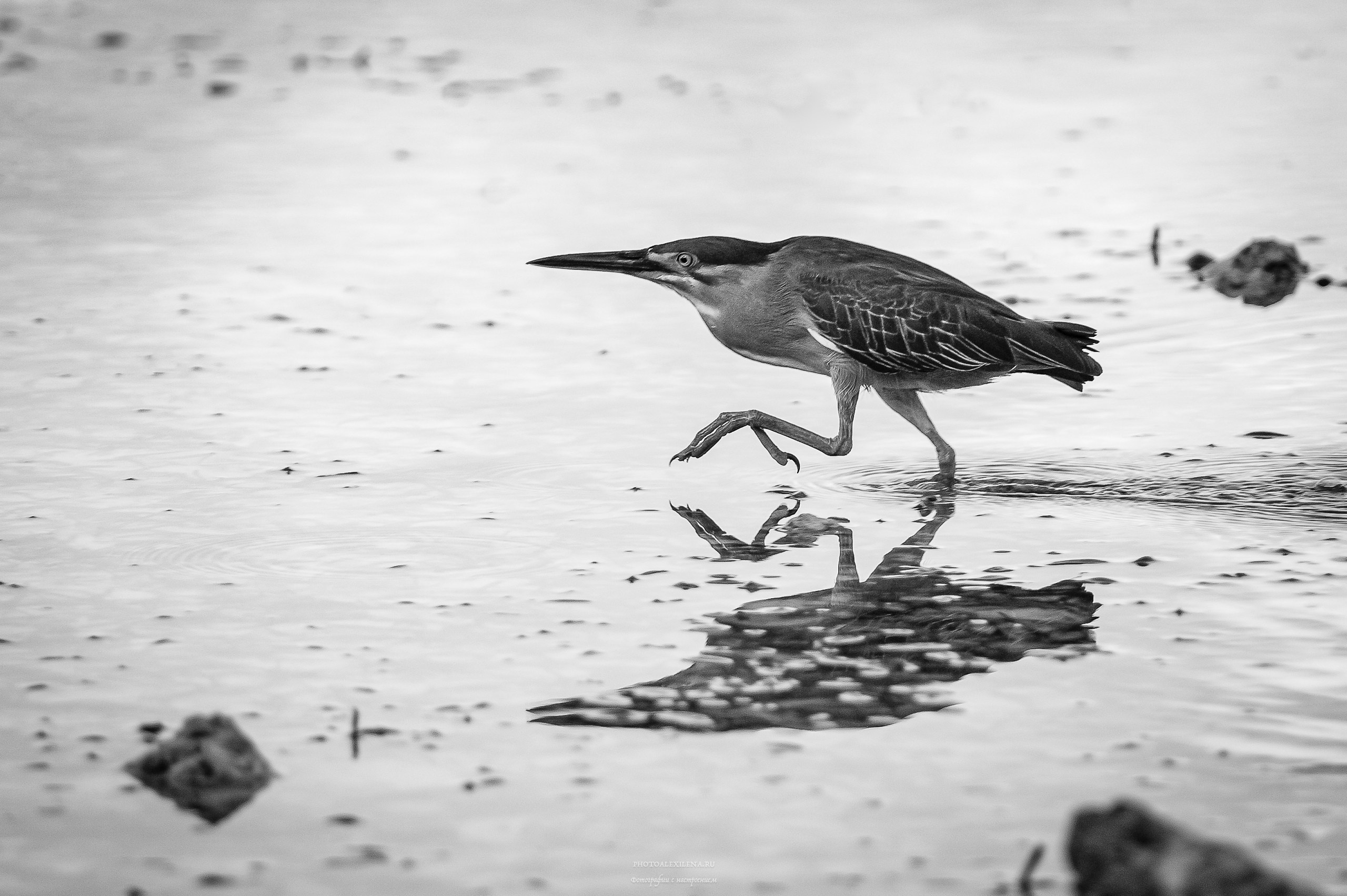 Чёрно-белые птицы. Авторские стильные фотокартины