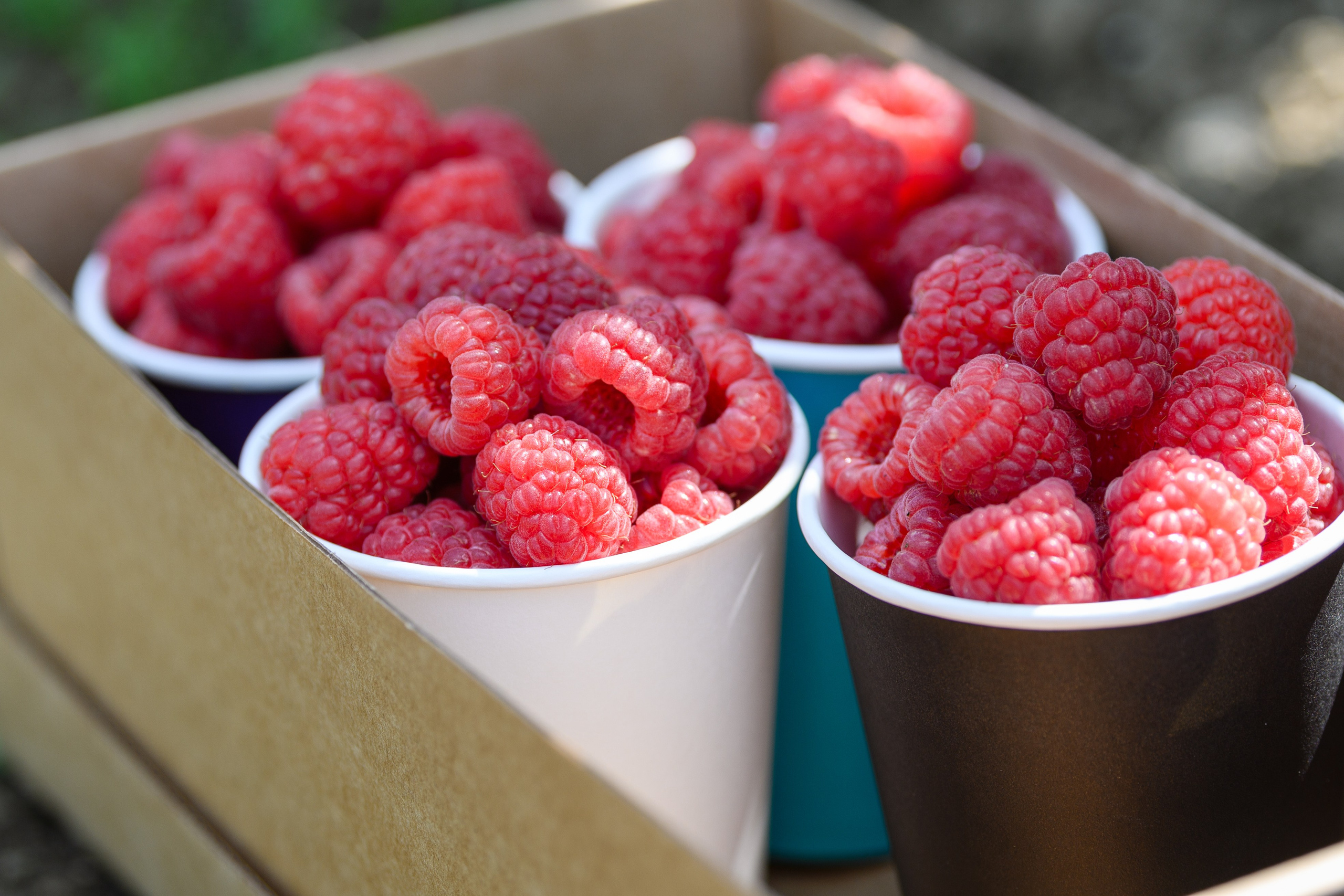 Проекты. Профессиональный фотограф Вячеслав Плацында | Липецк |
