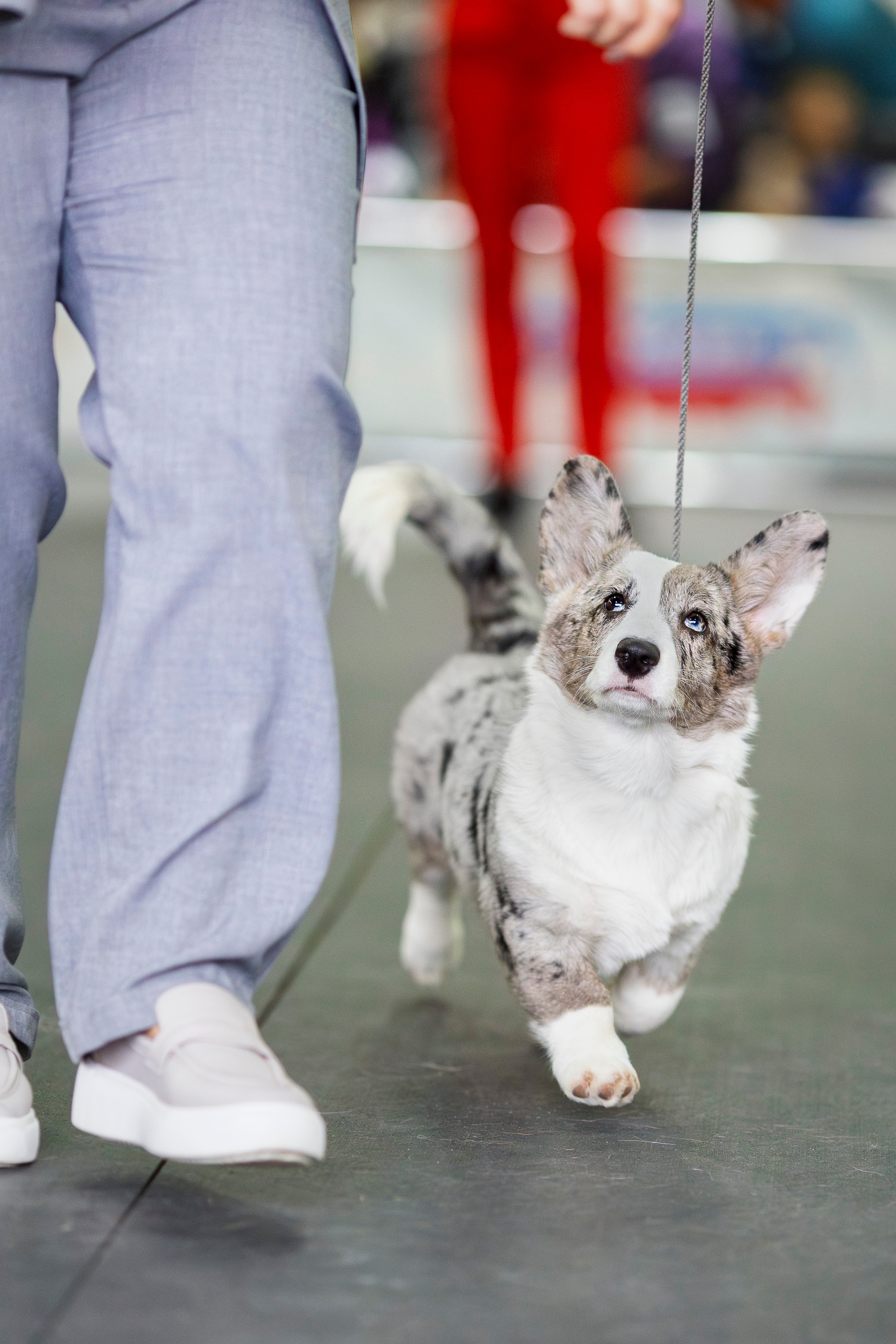Националка ВКК 2024. Фотограф анималист, семейный фотограф, фотограф собак Комратова Мария. г. Москва