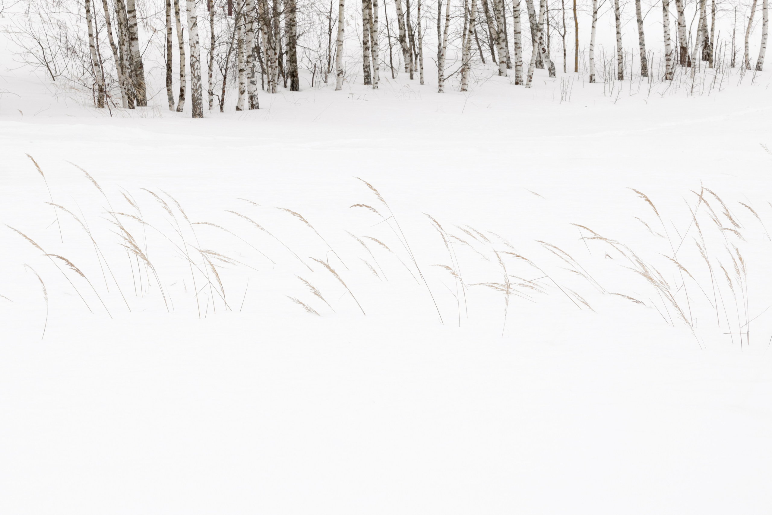 Хрупкость бытия. Фотограф Ольга Дунаева