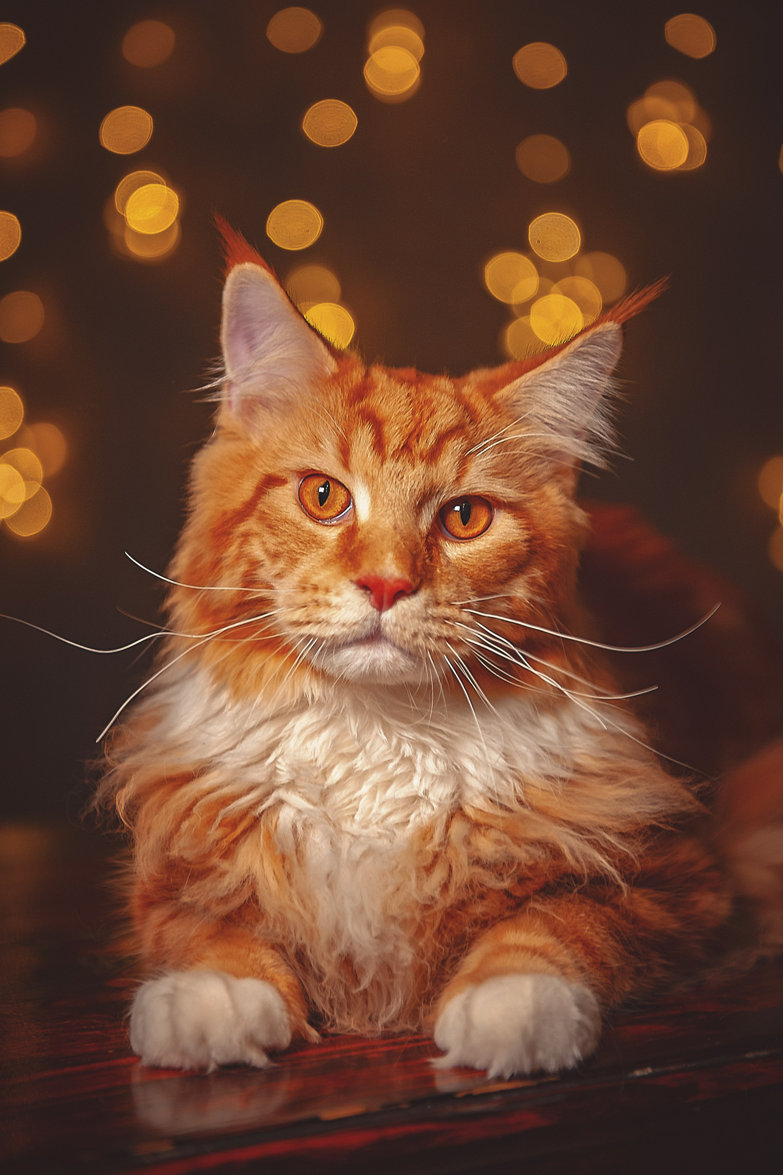 Фотосессия животных в Ижевских, фотограф животных. Детский, семейный фотограф в Ижевске и Москве Аксинья Лысенкова ADEN